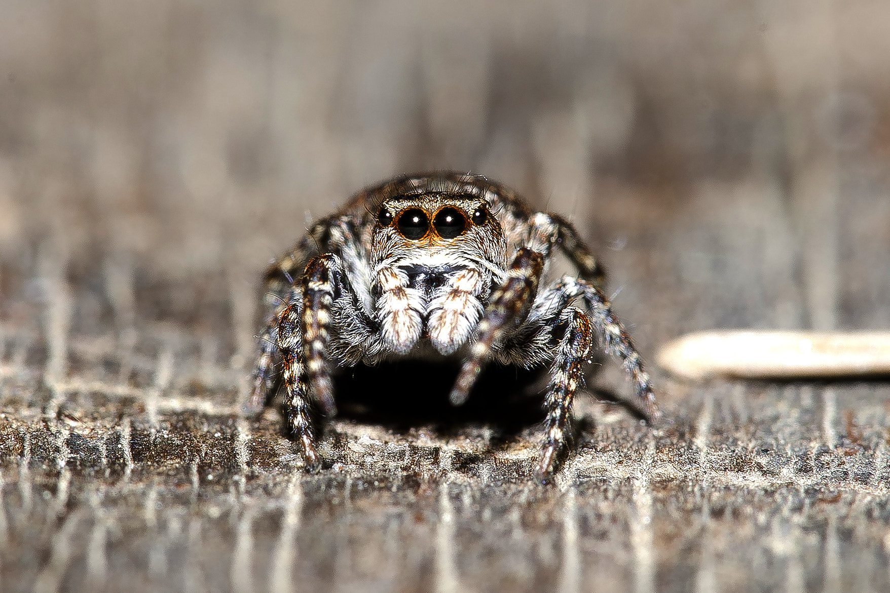 Sigma 150mm F2.8 EX DG Macro HSM sample photo. Spider2 photography