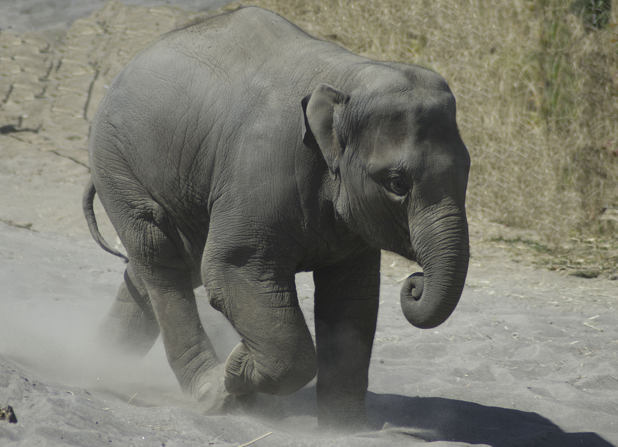 AF Zoom-Nikkor 24-50mm f/3.3-4.5 sample photo. Elephant photography