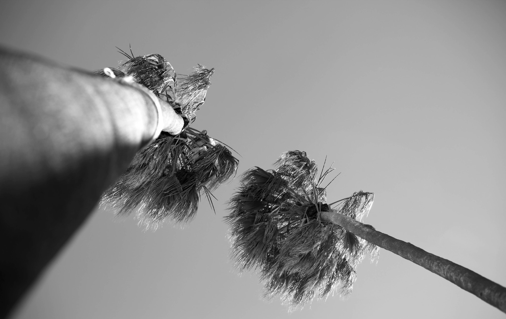 Canon EF 50mm f/1.8 sample photo. Parece que sales y soles photography