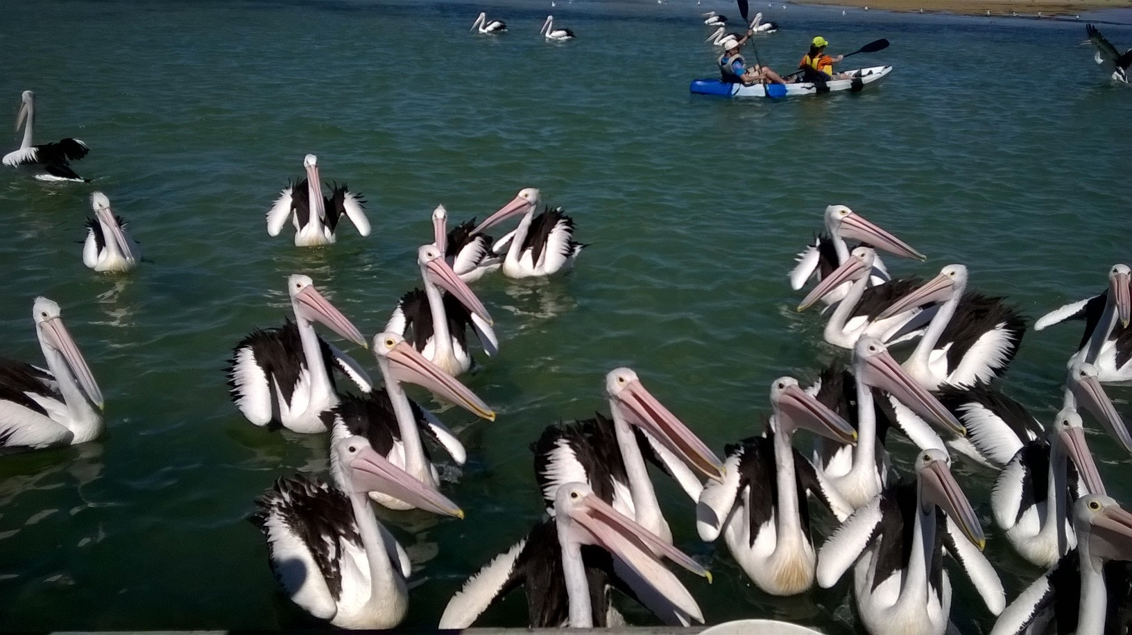 Nokia Lumia 635 sample photo. So many beautiful pelicans!! photography
