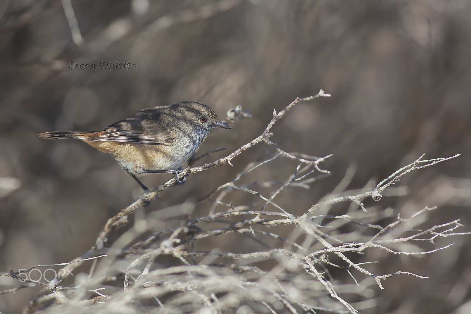 Canon EF 500mm f/4.5L sample photo. Looking on photography