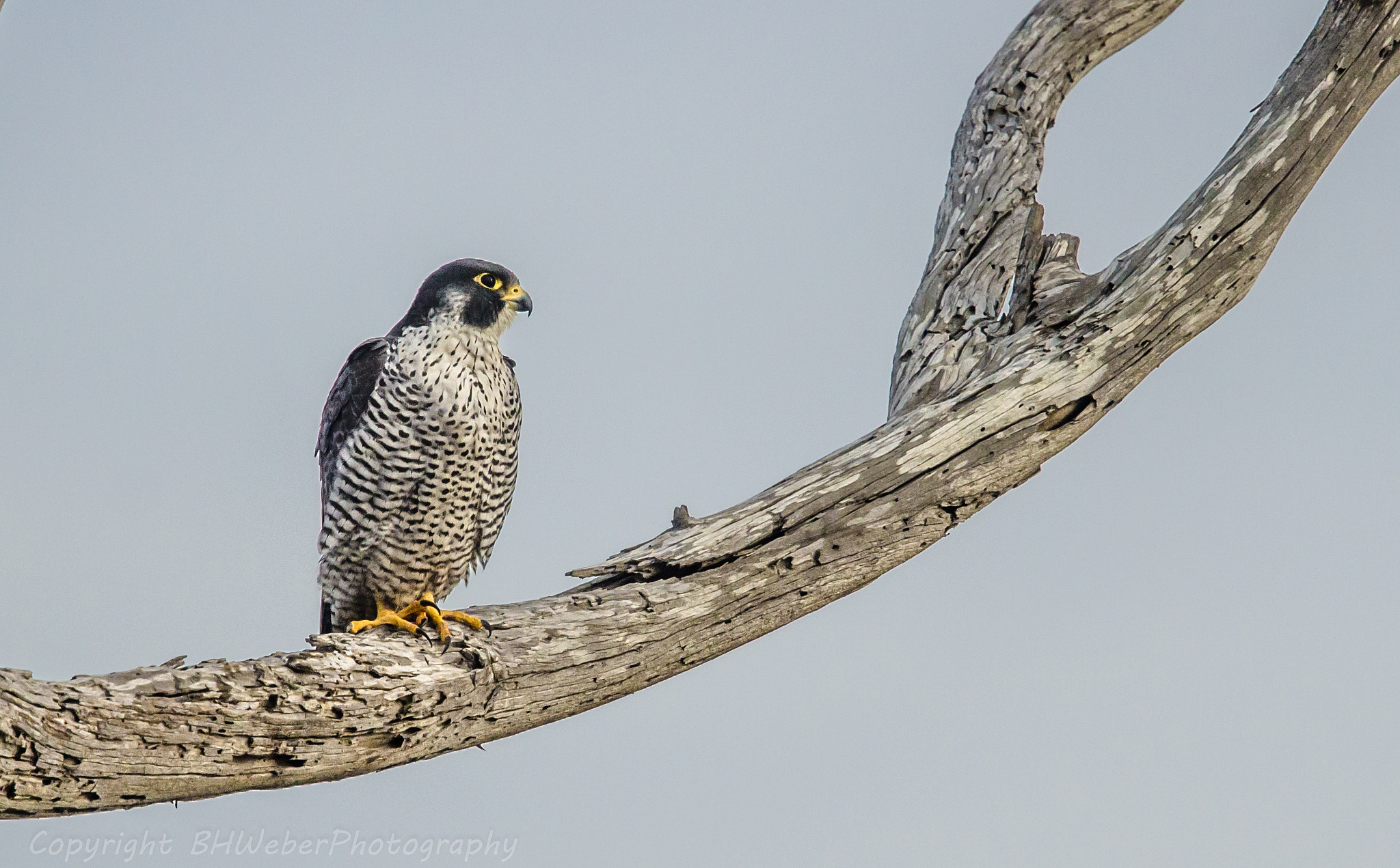 Nikon Nikkor AF-S 300mm F4E PF ED VR sample photo. Peregrine perch photography
