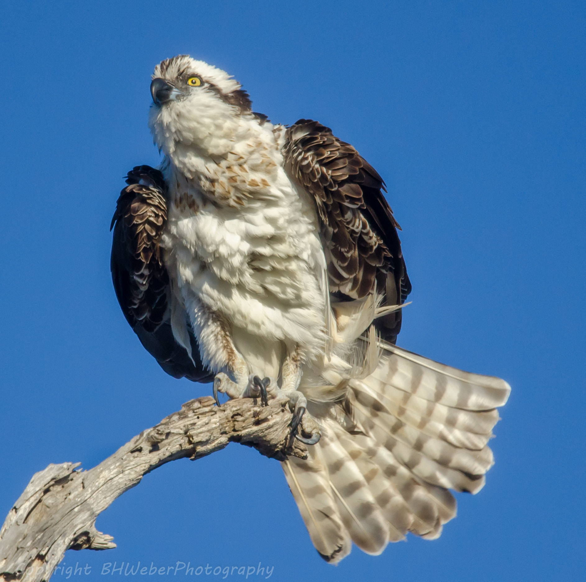 Nikon Nikkor AF-S 300mm F4E PF ED VR sample photo. Osprey fashion pose photography
