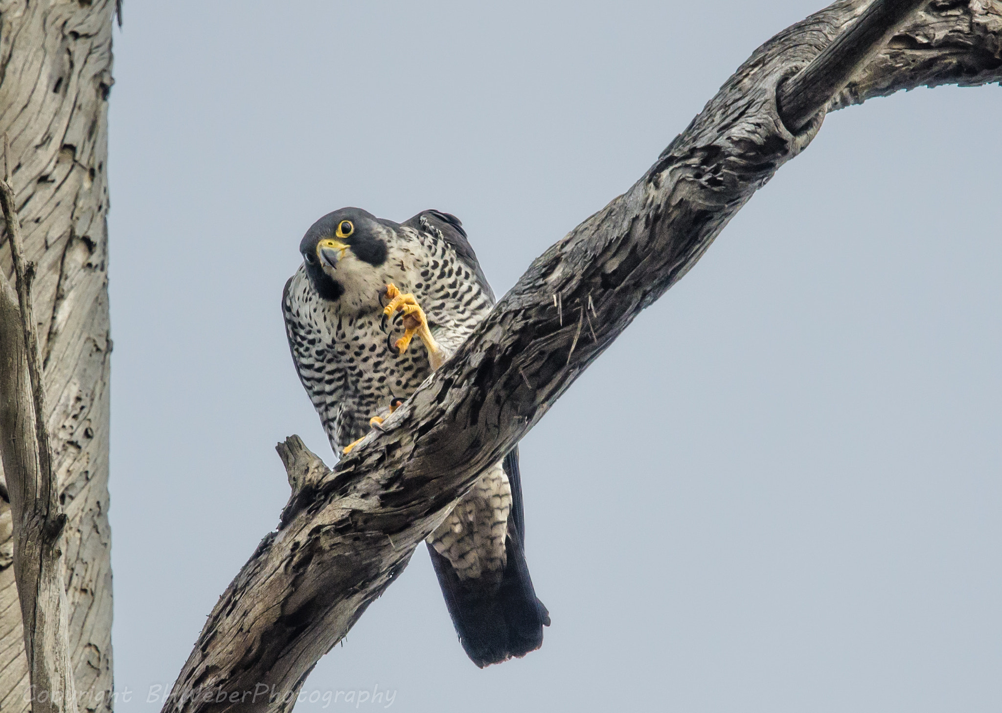 Nikon Nikkor AF-S 300mm F4E PF ED VR sample photo. "falcon threatens photographer" photography