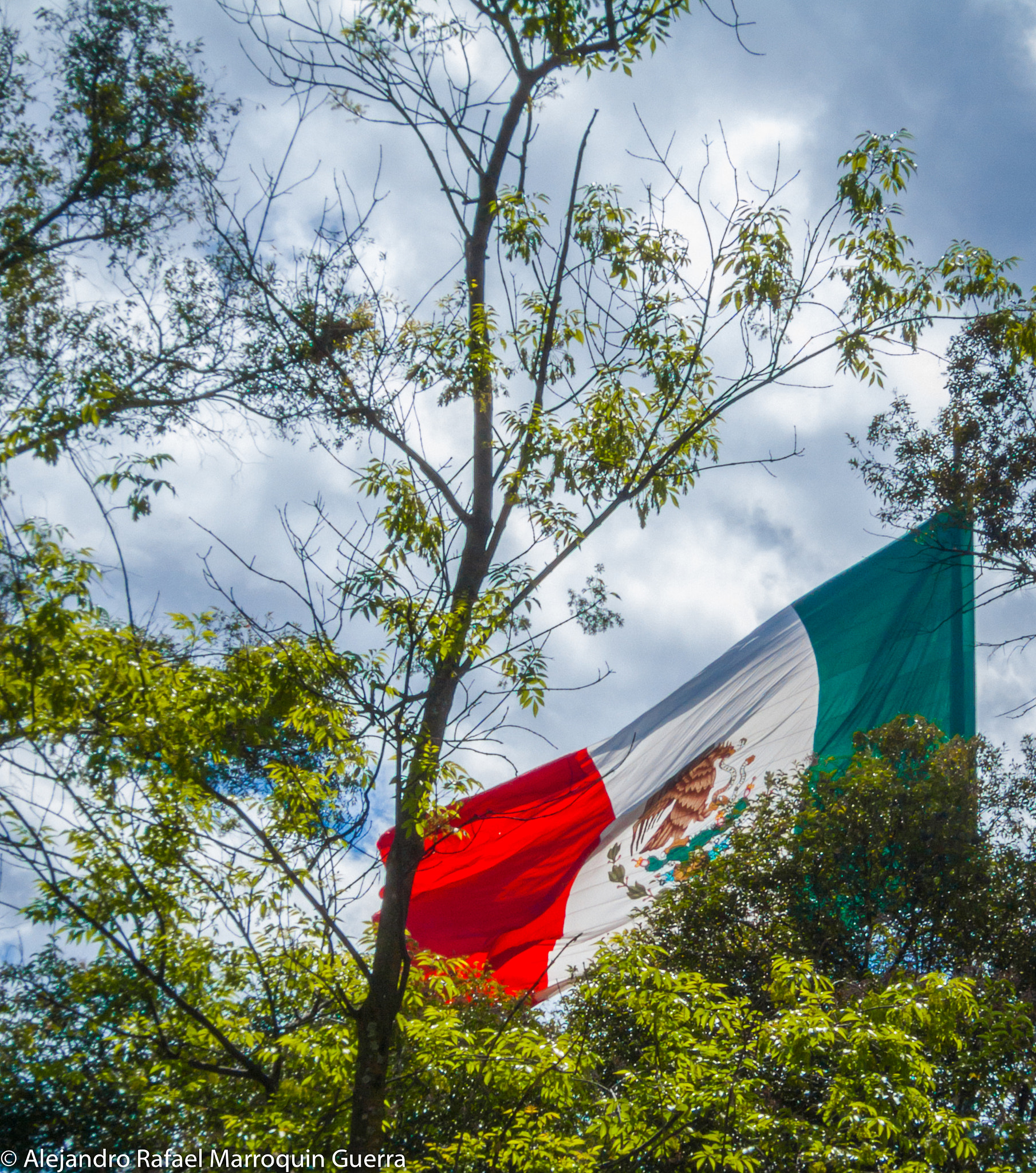 Fujifilm FinePix E550 sample photo. Flag behind trees.jpg photography