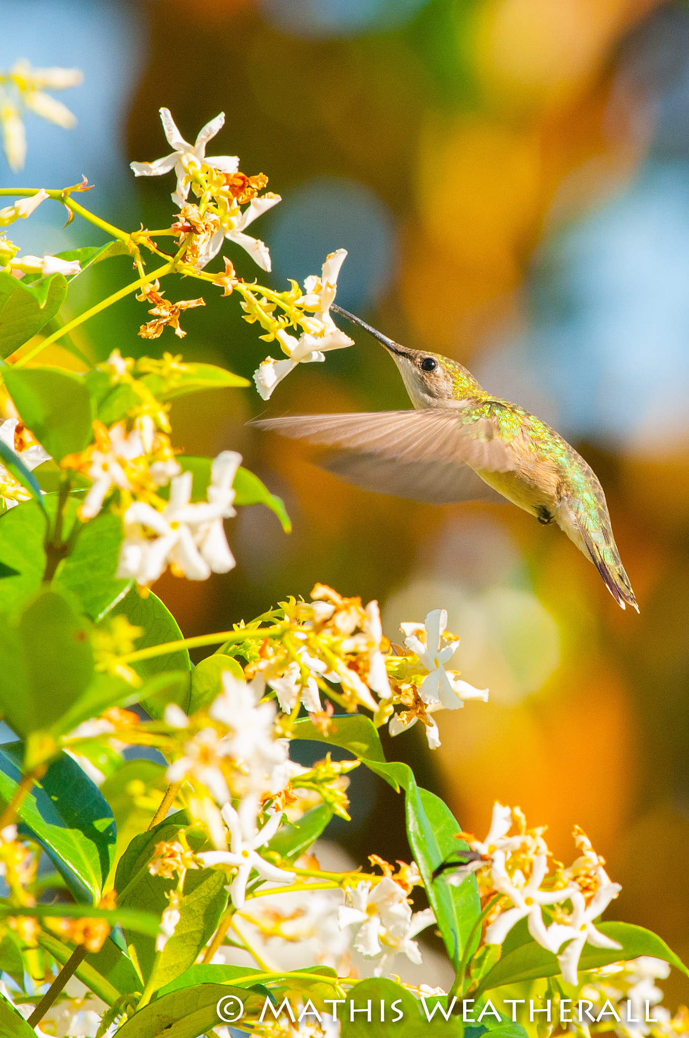 Nikon AF-S Nikkor 400mm F2.8G ED VR II sample photo. Hummingbird photography