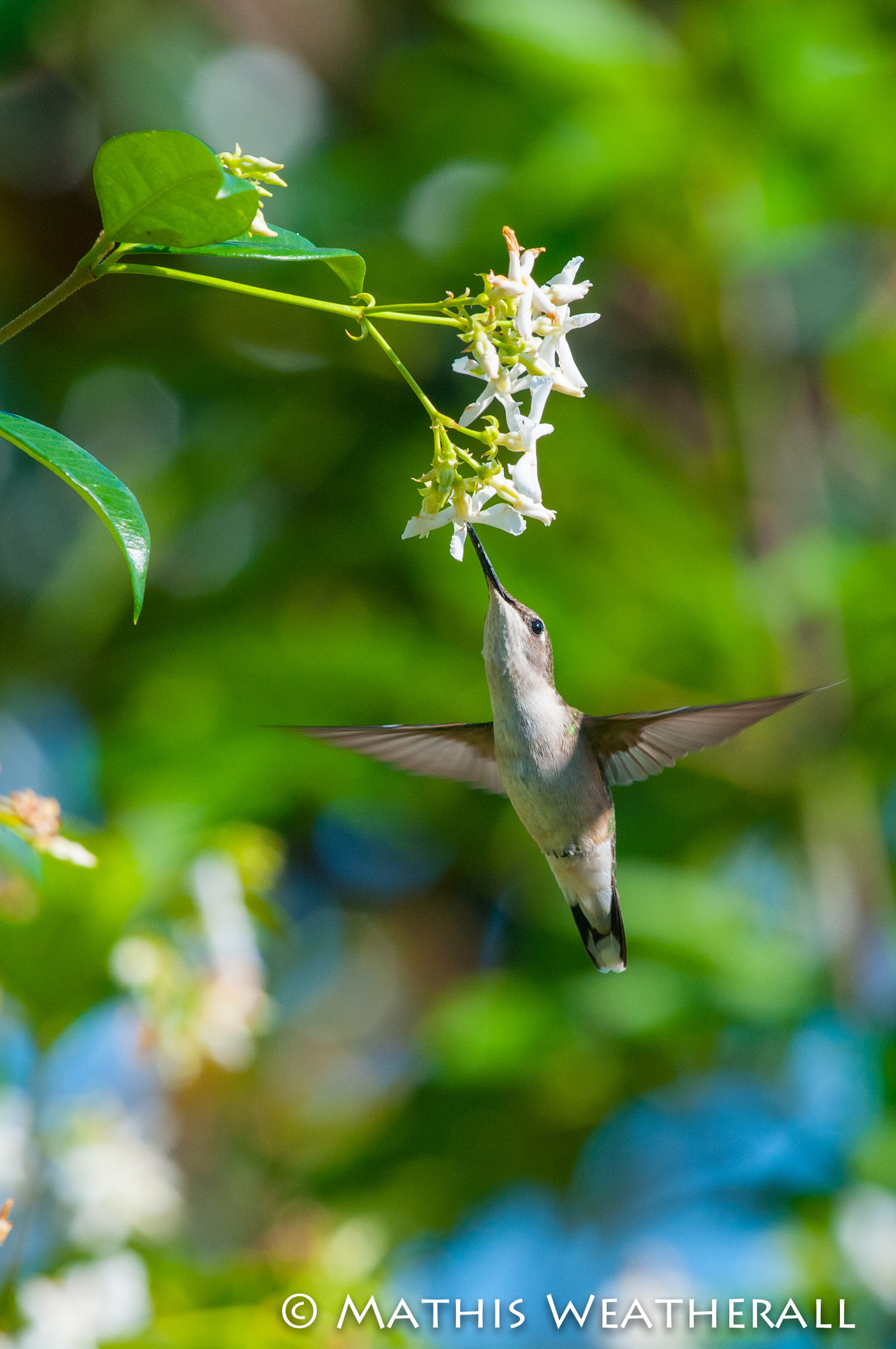 Nikon AF-S Nikkor 400mm F2.8G ED VR II sample photo. Hummingbird photography