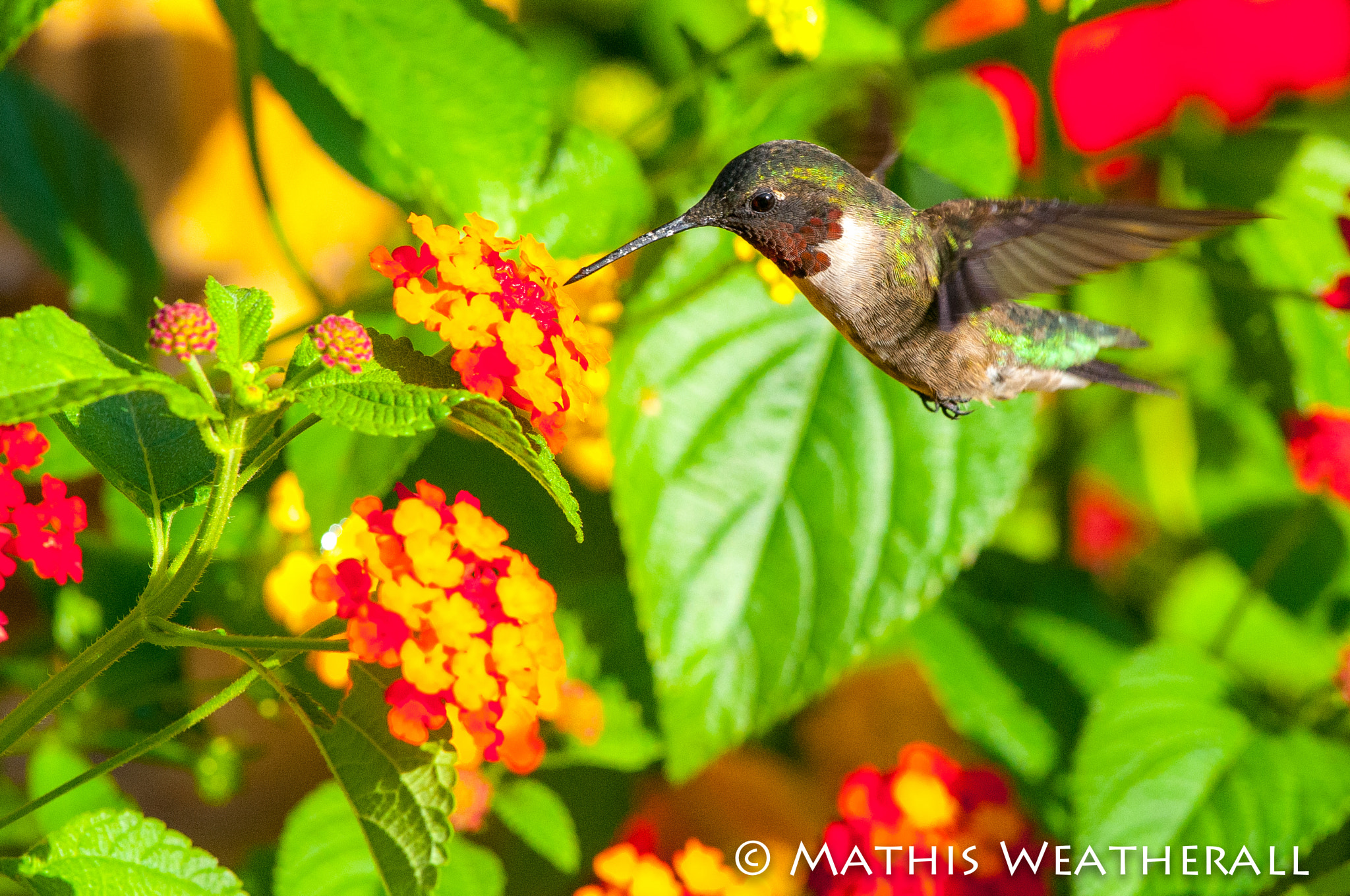Nikon AF-S Nikkor 400mm F2.8G ED VR II sample photo. Humming bird photography