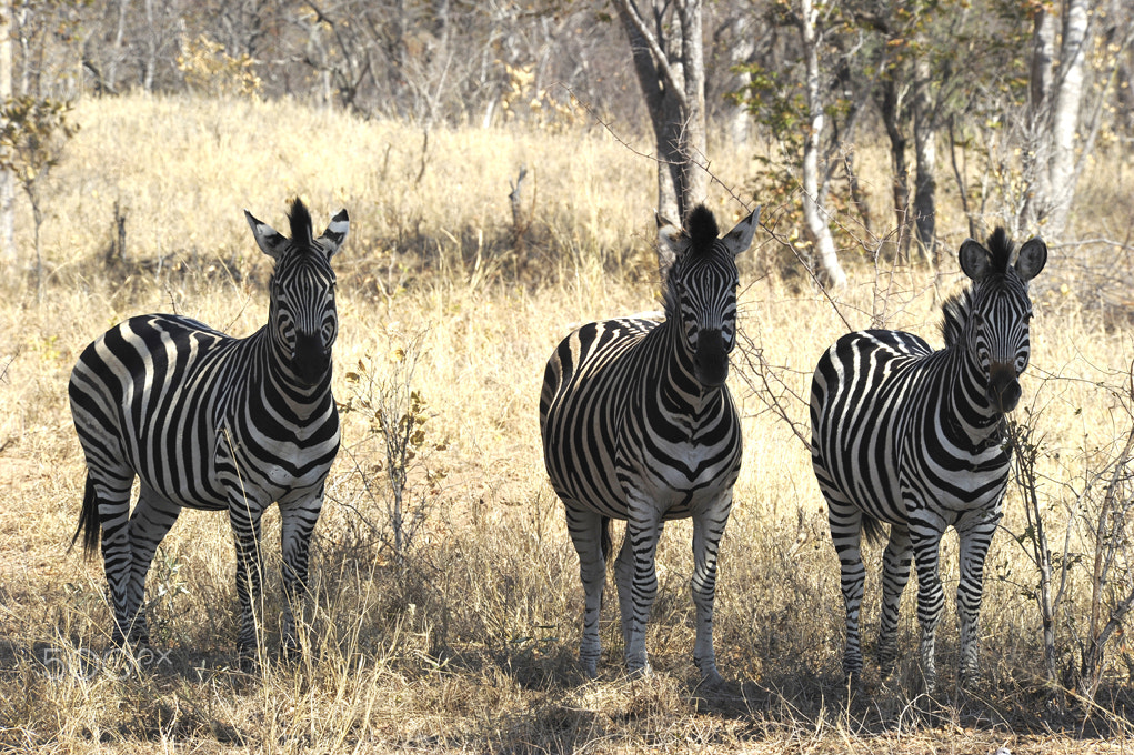 Nikon D3S sample photo. Three striped amigos photography