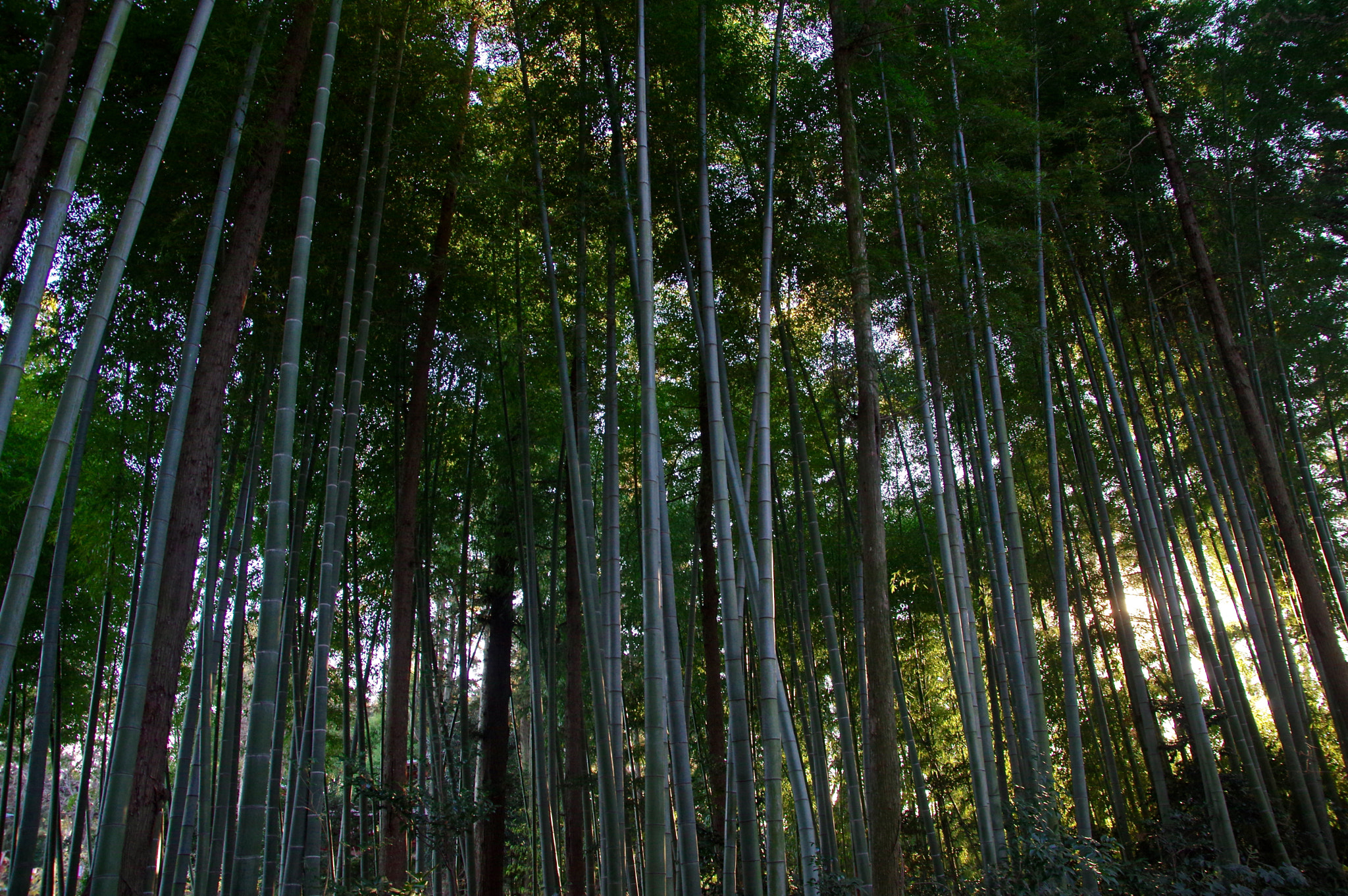 Sigma 17-70mm F2.8-4 DC Macro HSM Contemporary sample photo. Bamboo sunset photography
