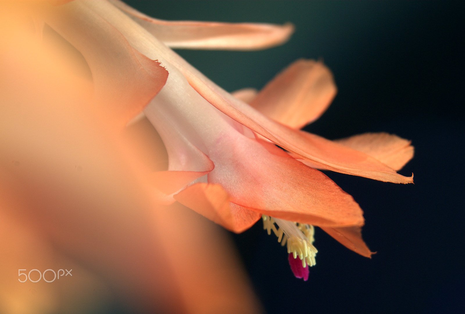Sigma 28-90mm F3.5-5.6 Macro sample photo. Orange christmas cactus flower photography
