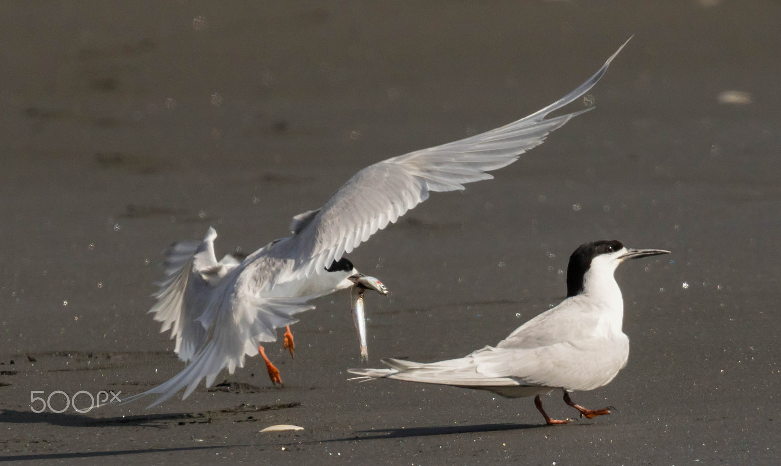 Canon EOS 7D Mark II + Tamron SP 150-600mm F5-6.3 Di VC USD sample photo. White terns having an arguement photography