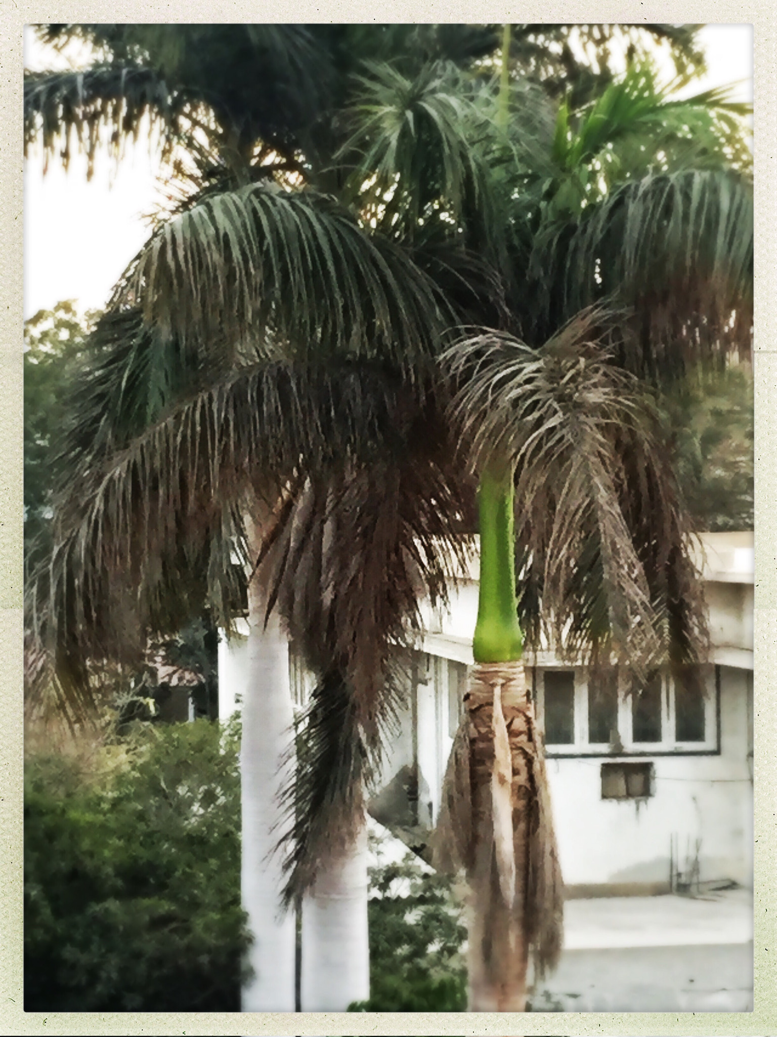 Hipstamatic 305 sample photo. Coco tree photography