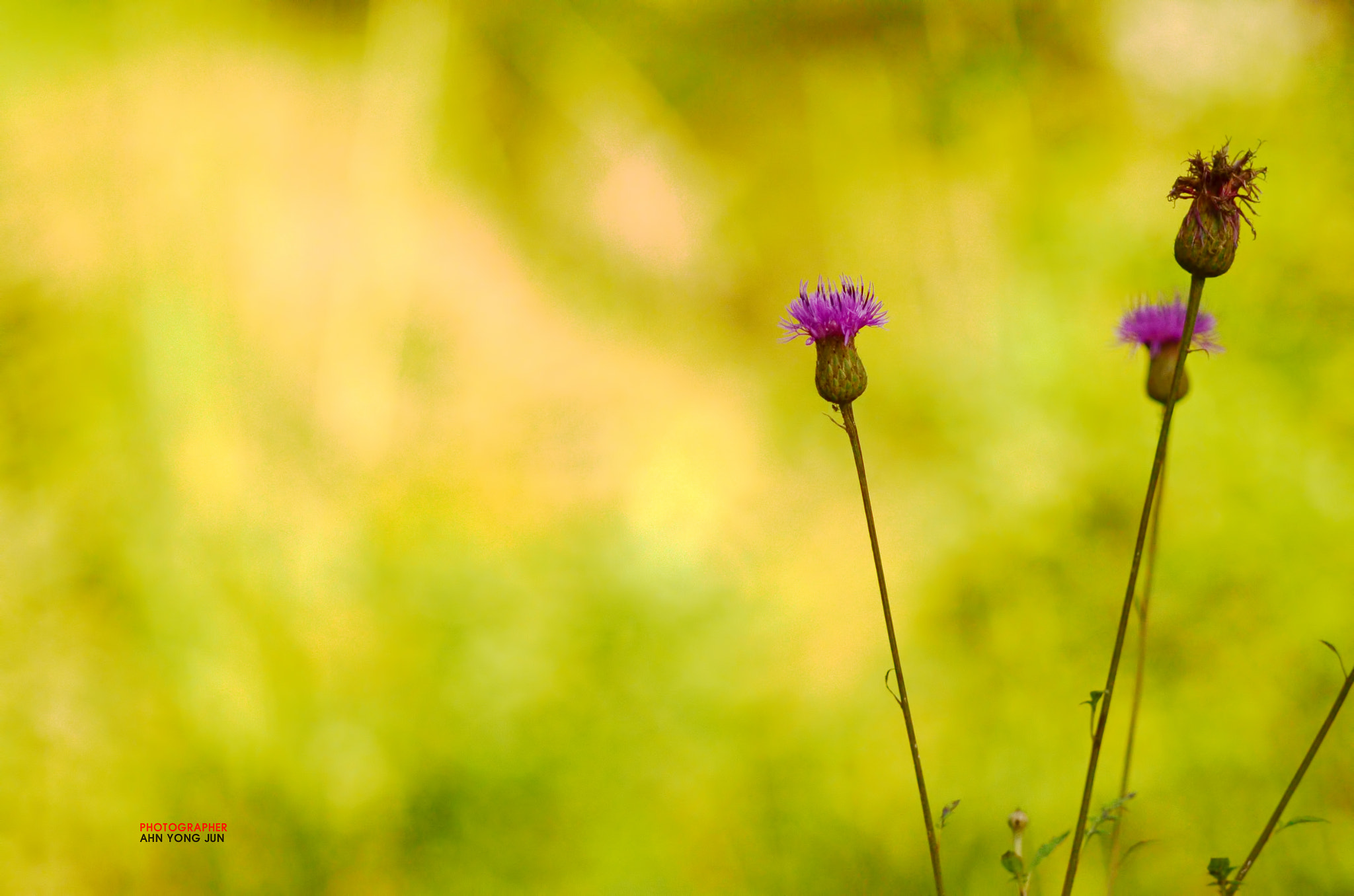 Nikon D7000 + AF Micro-Nikkor 105mm f/2.8 sample photo. Wild thistles photography