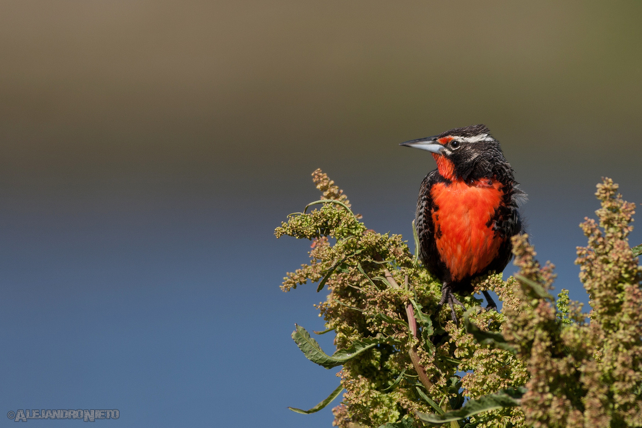 Canon EF 400mm f/2.8L sample photo. Loica común (sturnella loyca) photography