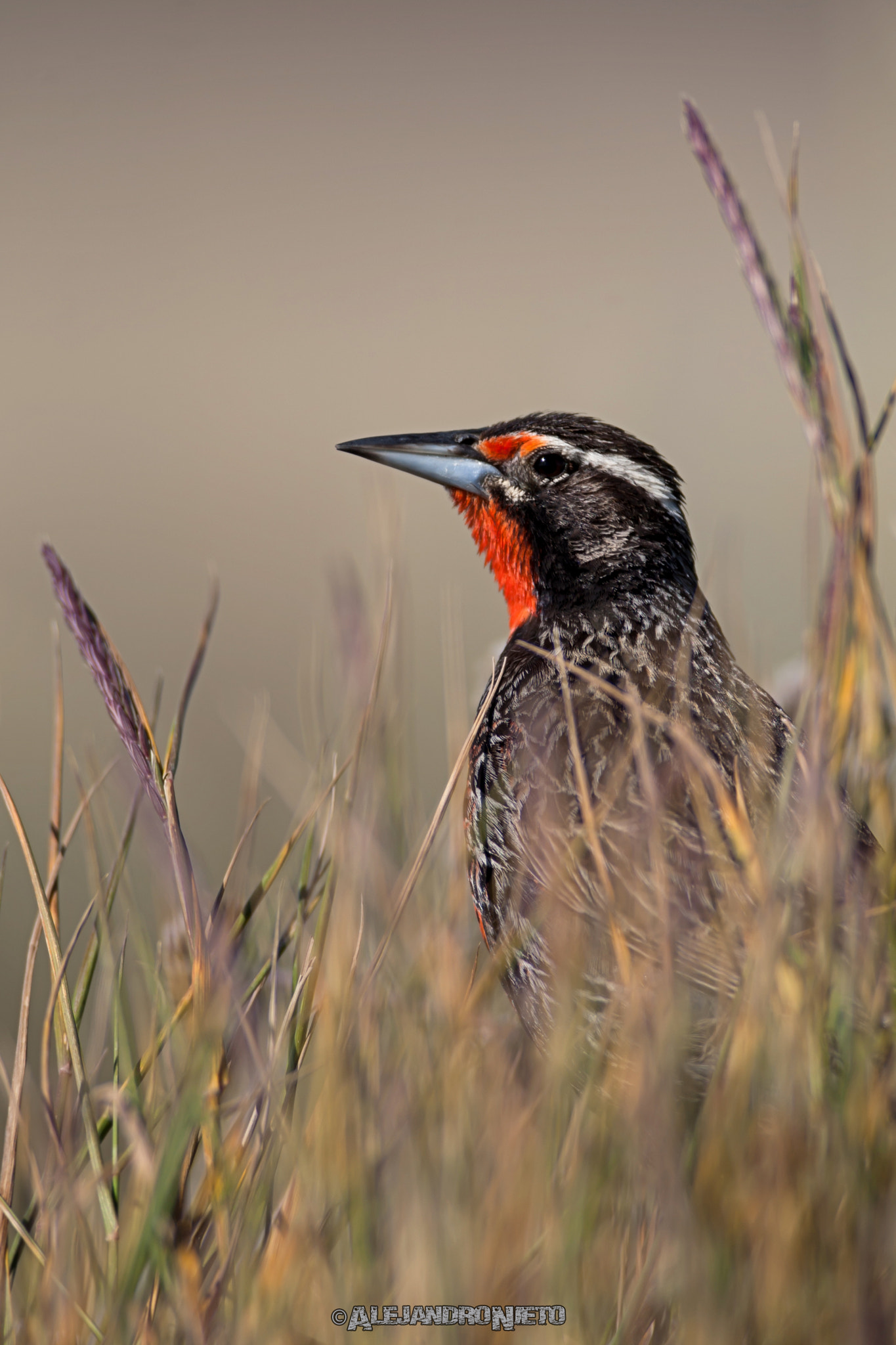 Canon EF 400mm f/2.8L sample photo. Loica común (sturnella loyca) photography