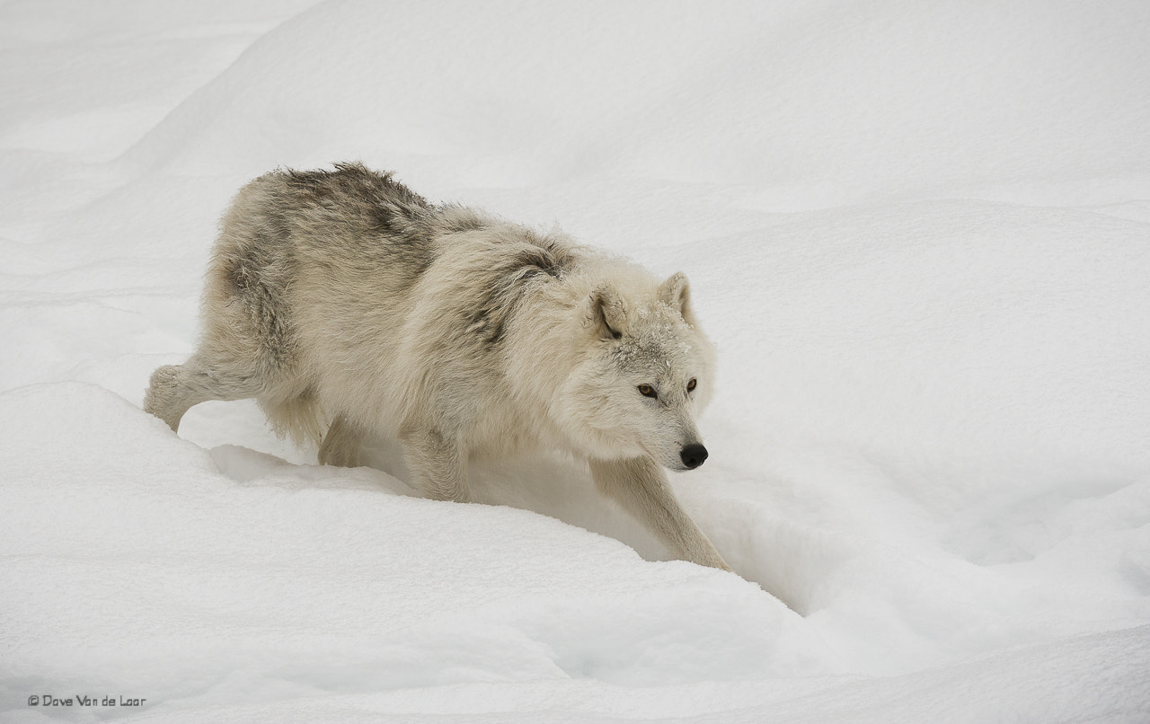 Nikon AF-S Nikkor 200-400mm F4G ED-IF VR sample photo. Arctic wolf photography