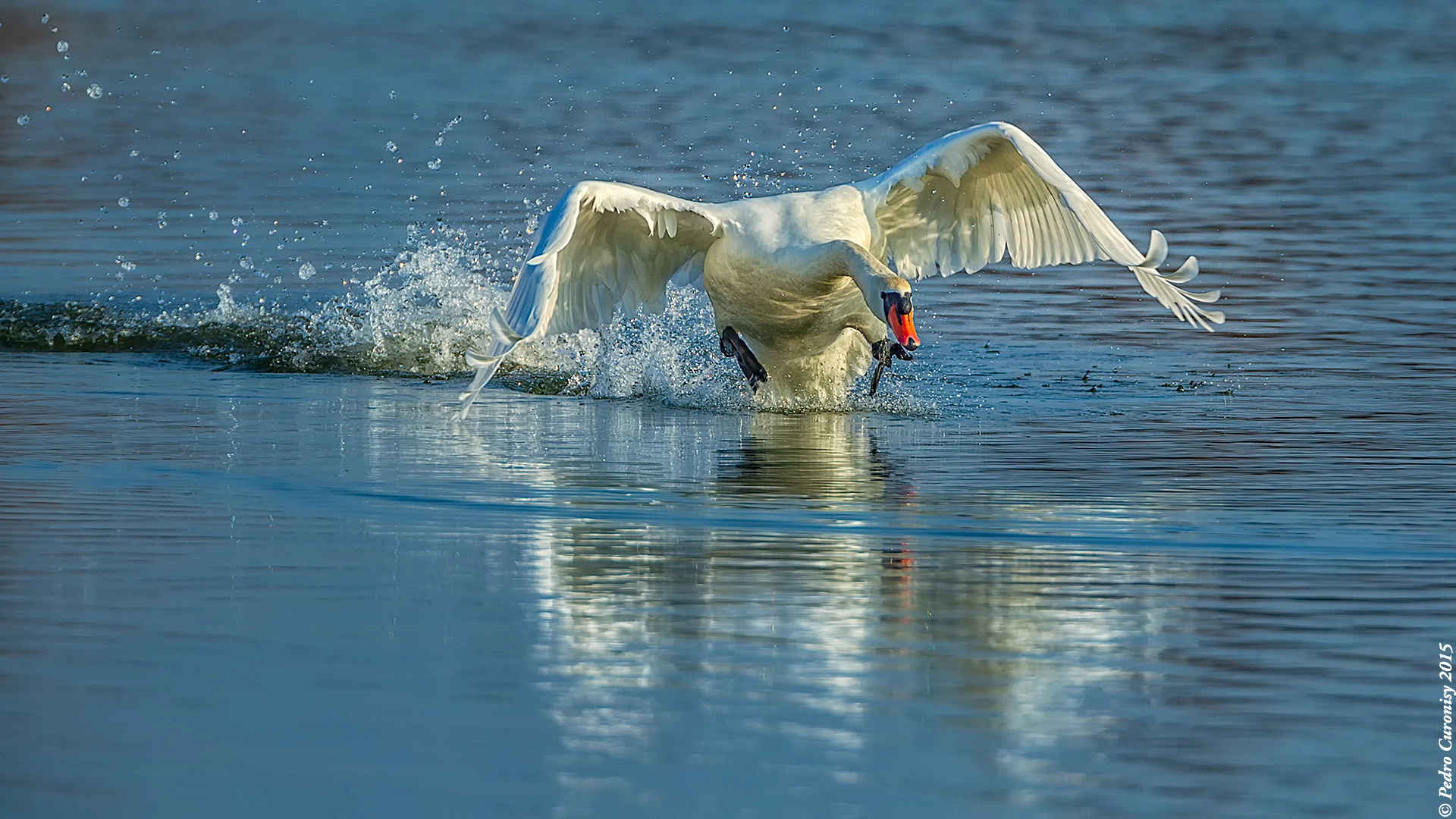 Canon EOS-1D X + Canon EF 500mm F4L IS USM sample photo. Cisne vulgar photography