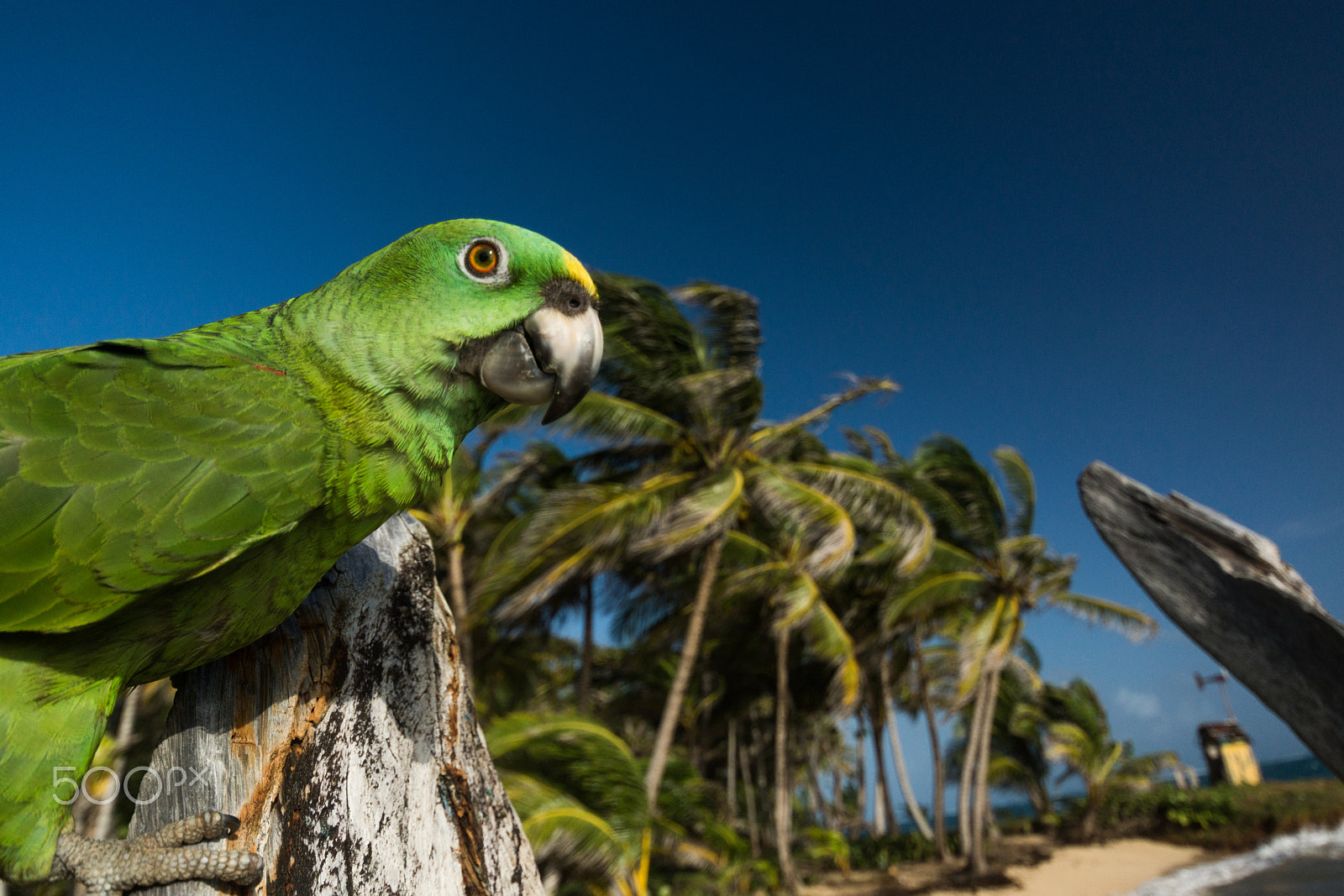 Minolta AF 28-80mm F3.5-5.6 II sample photo. Parrot on a beach of little corn island photography