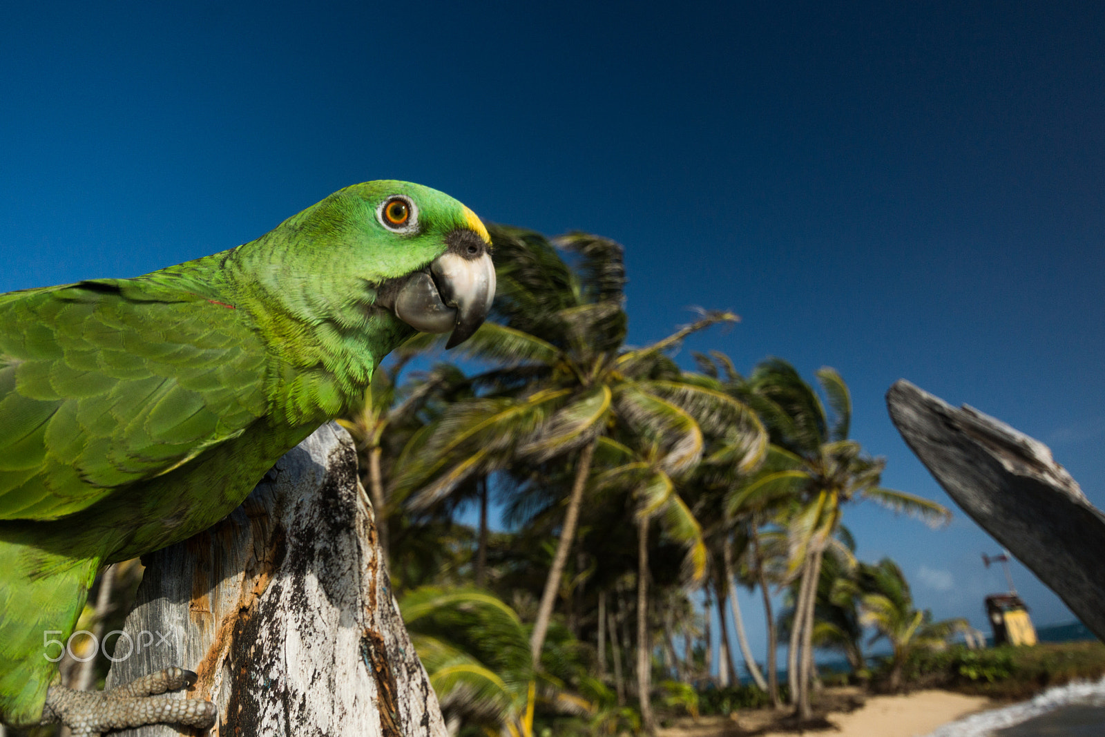 Sony SLT-A77 + Minolta AF 28-80mm F3.5-5.6 II sample photo. Parrot on a beach of little corn island photography