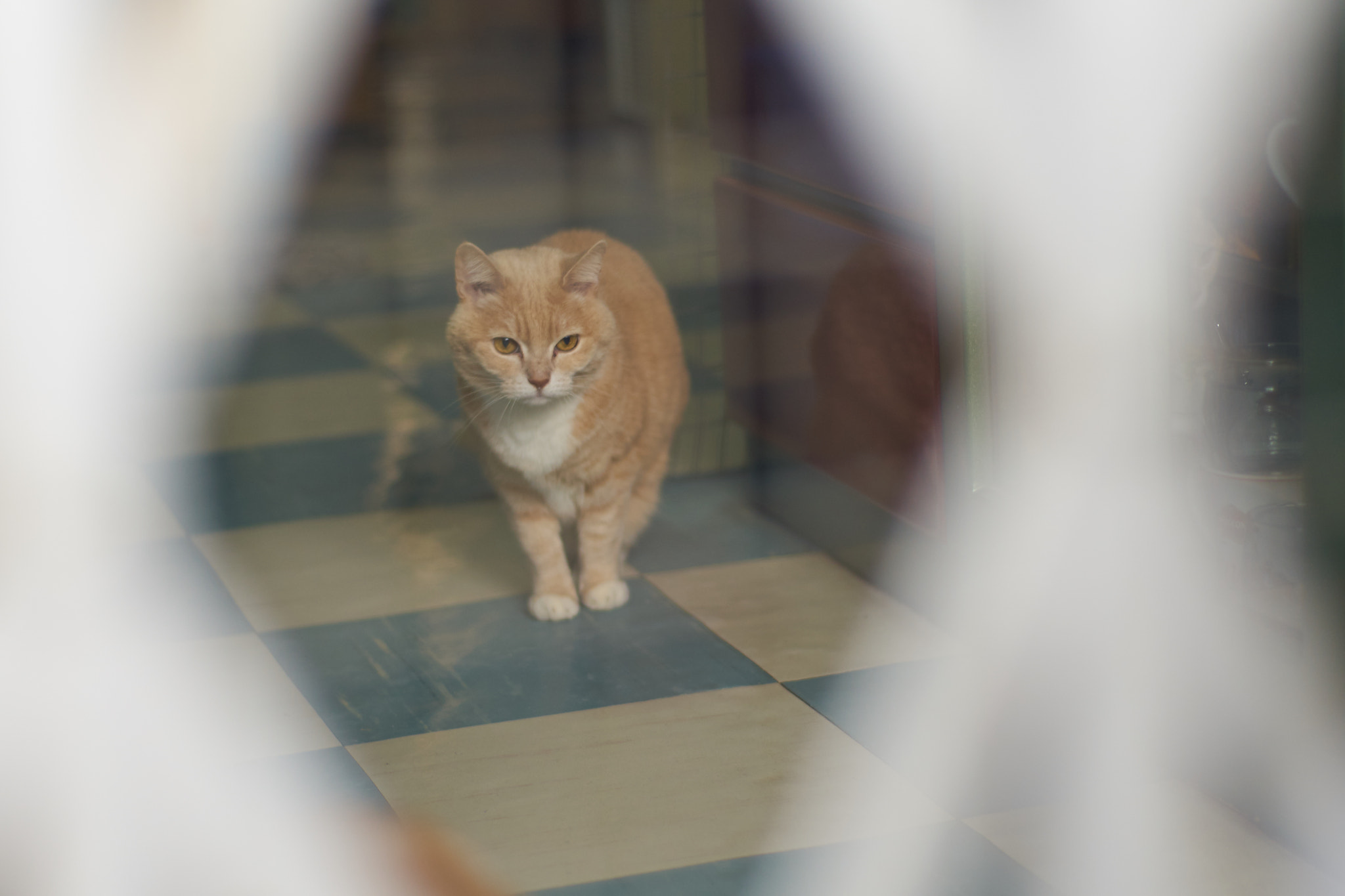 Sony DT 50mm F1.8 SAM sample photo. Home cat photography