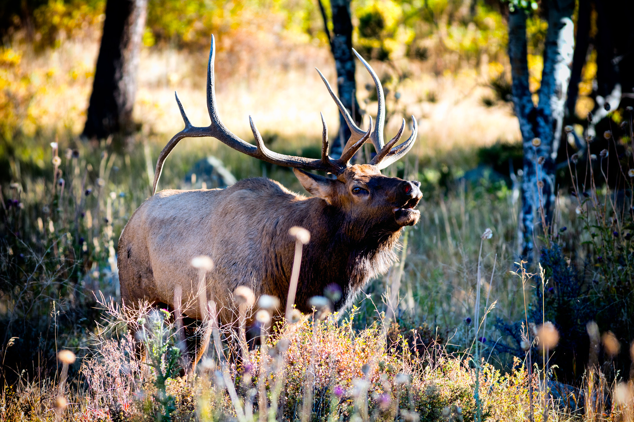 Canon EOS 5DS R + Canon EF 400mm F5.6L USM sample photo. Bull elk bugling photography