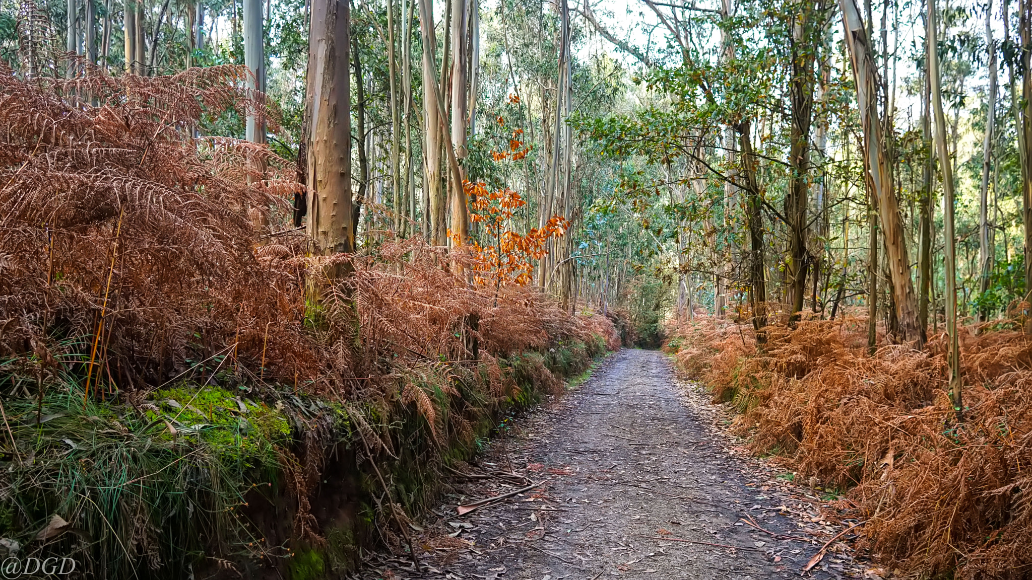 Sony a5100 + Sigma 19mm F2.8 EX DN sample photo. Through wood photography