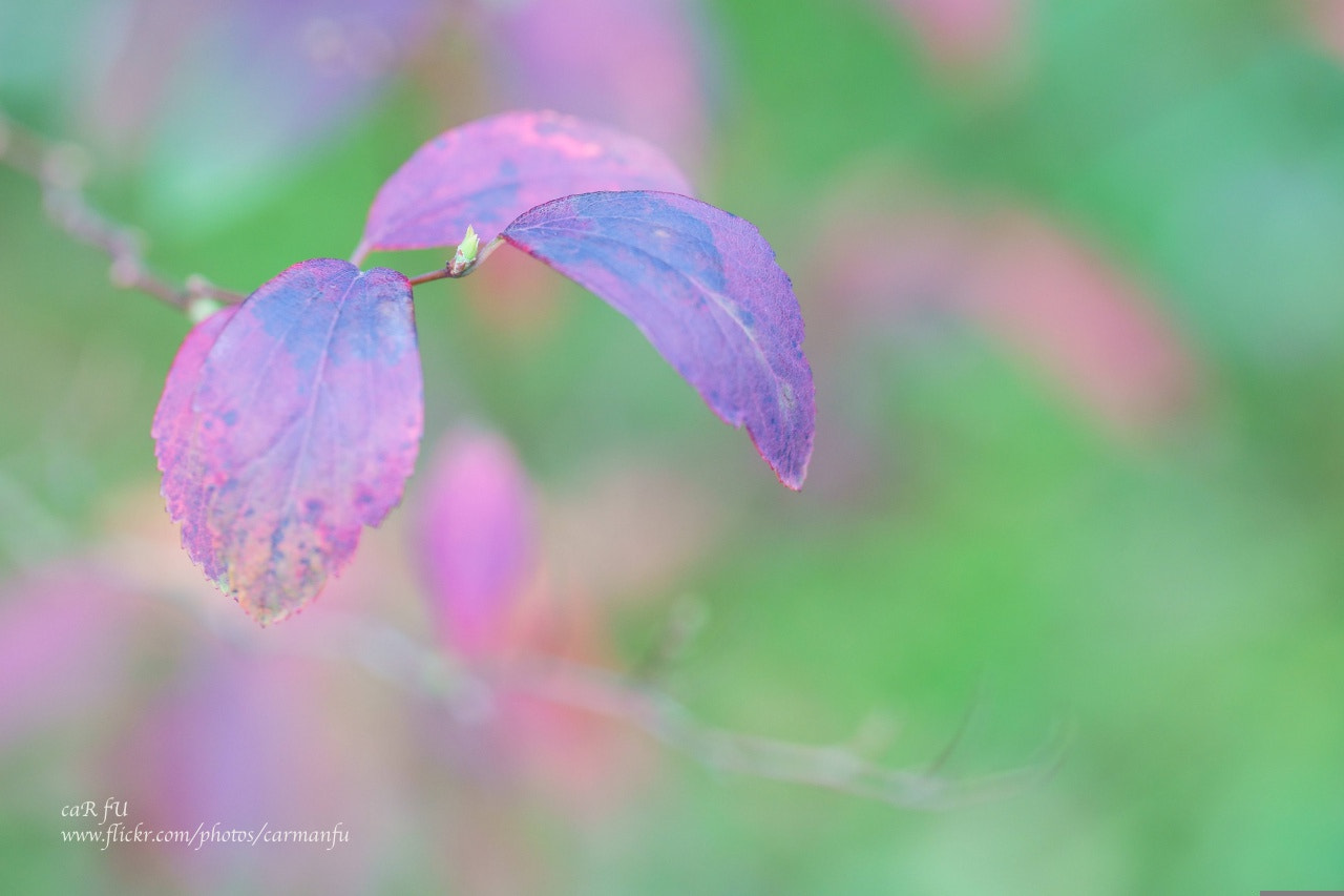 Sony a7 + Canon EF 100mm F2.8L Macro IS USM sample photo. Beautiful color in spring photography