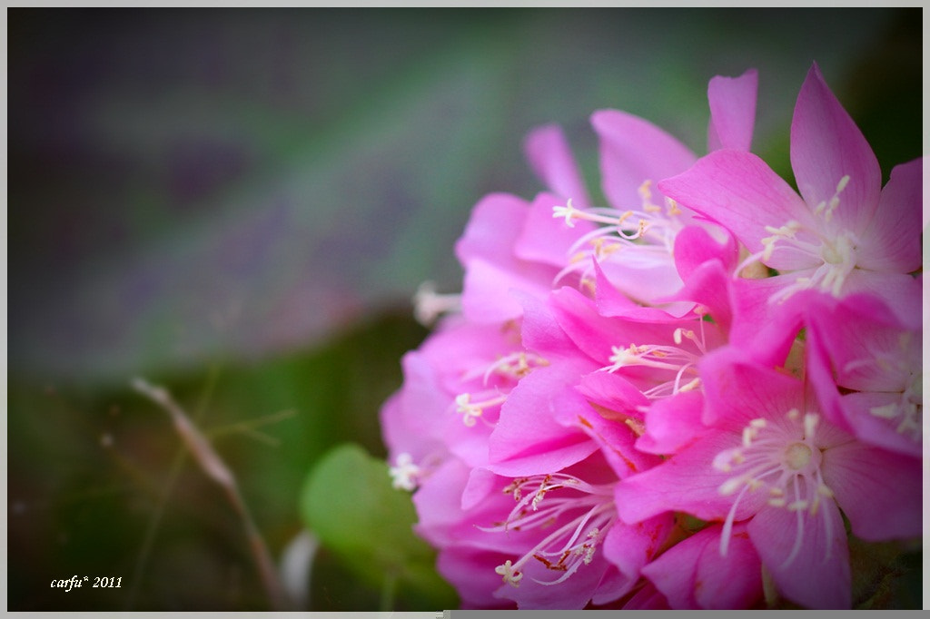 Canon EF 100mm F2.8L Macro IS USM sample photo. Pinkball photography
