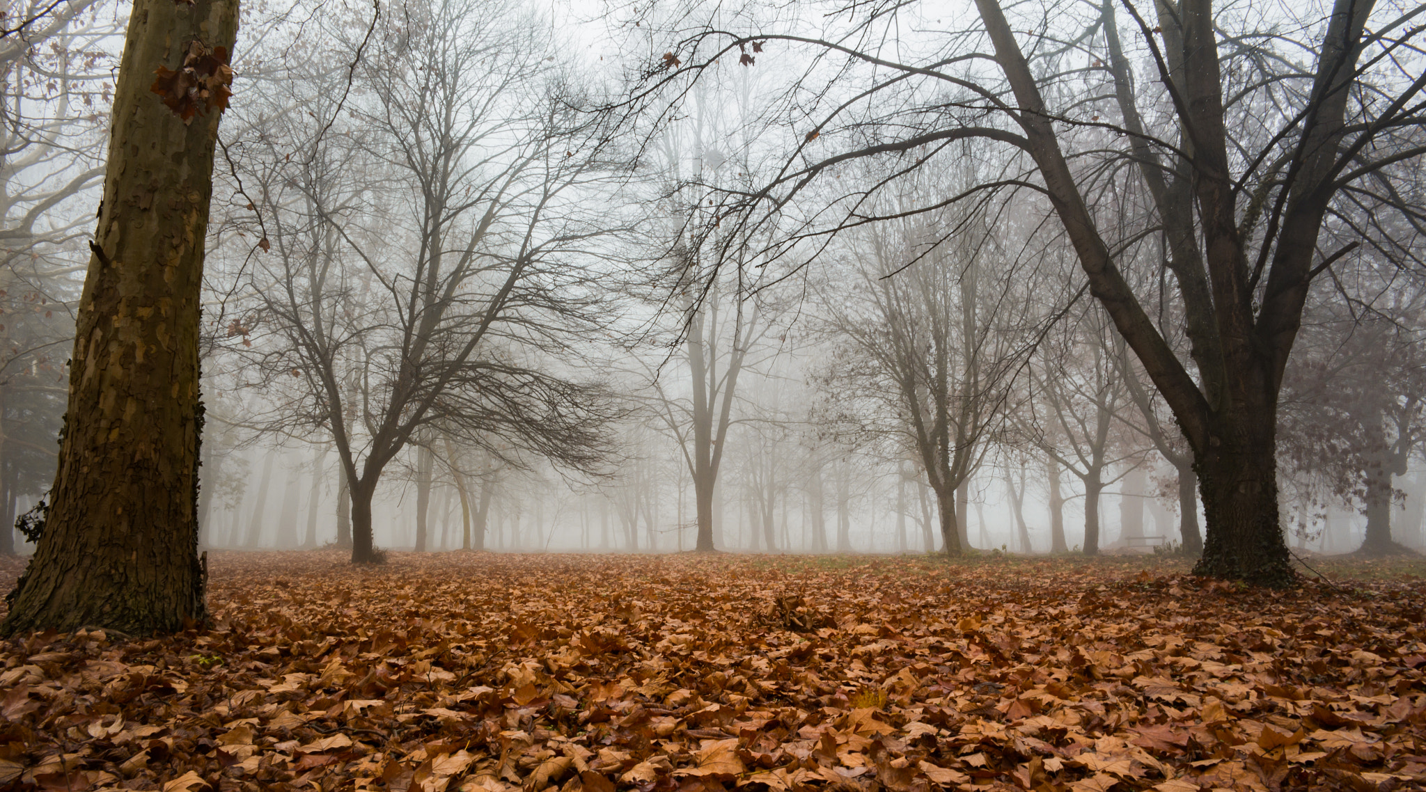 Samsung NX30 + Samsung NX 16mm F2.4 Pancake sample photo. Leaf covered park photography