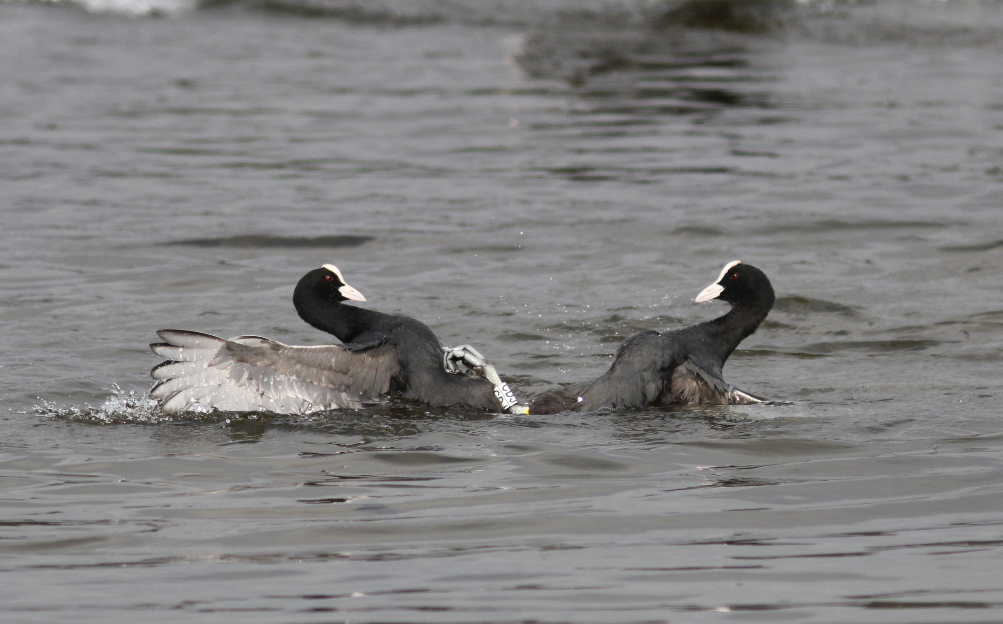 Canon EF 300mm F4L IS USM sample photo. Coot fight photography