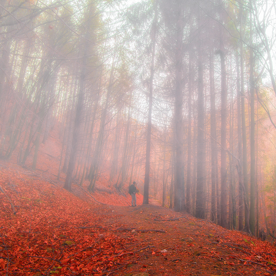 Sony Alpha NEX-C3 + Sigma 19mm F2.8 EX DN sample photo. Pineforest in fog photography