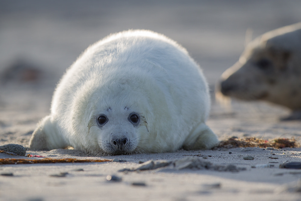 Canon EF 400mm F2.8L IS II USM sample photo. Baby grey seal #2 photography