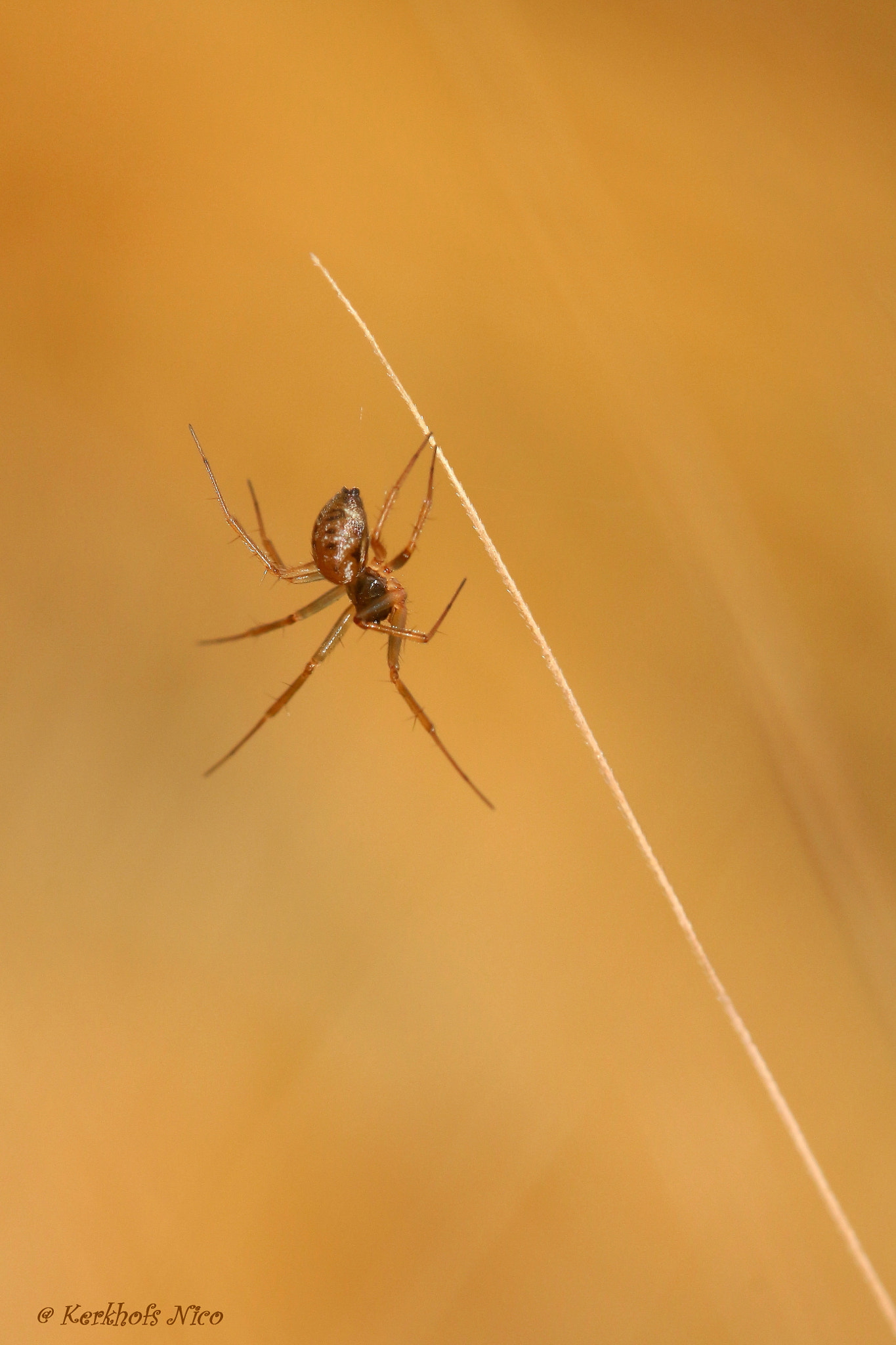 Canon EOS 700D (EOS Rebel T5i / EOS Kiss X7i) + Canon EF 100mm F2.8 Macro USM sample photo. Little spider photography