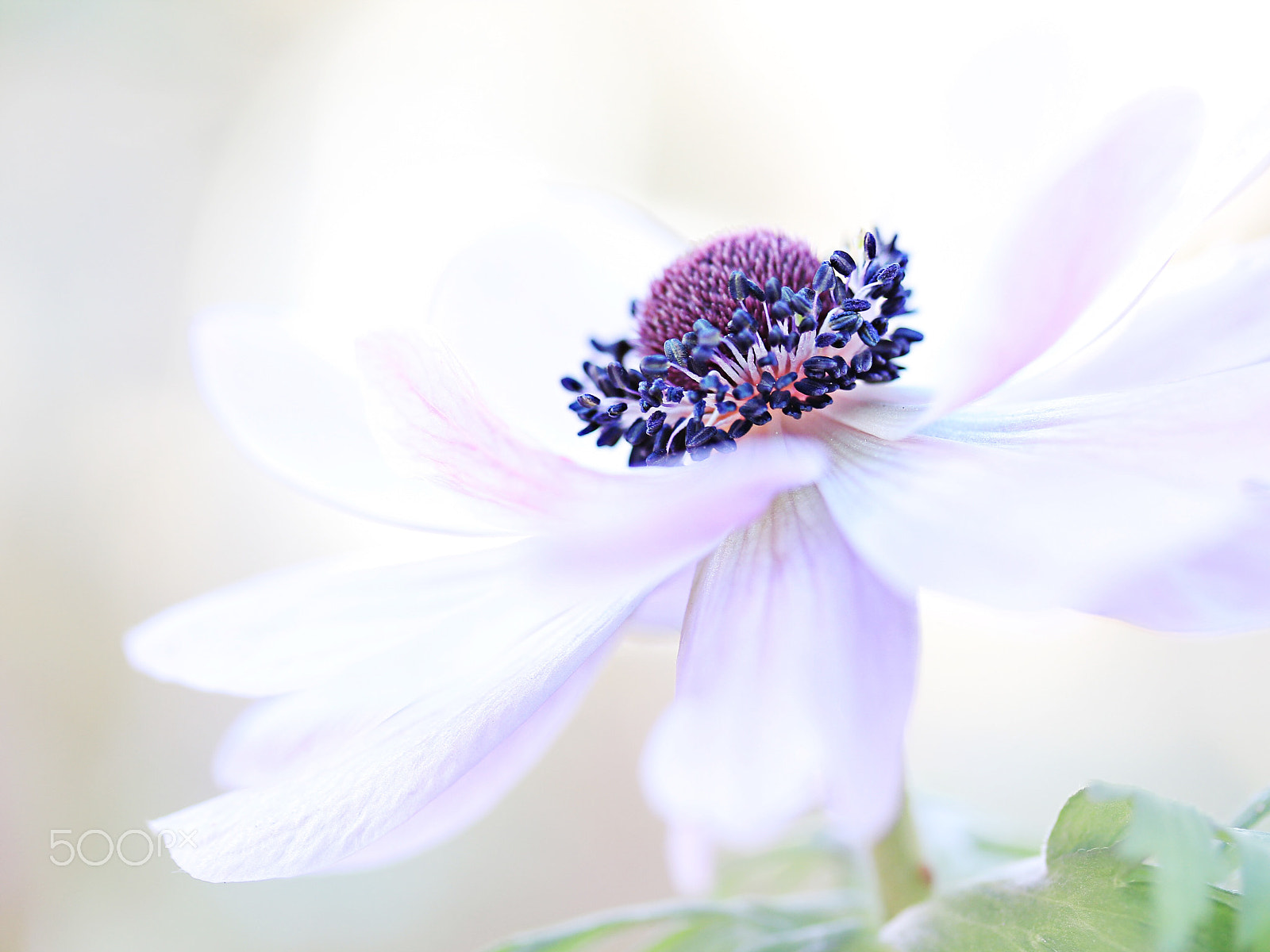 Canon EF-S 60mm F2.8 Macro USM sample photo. Anemone photography