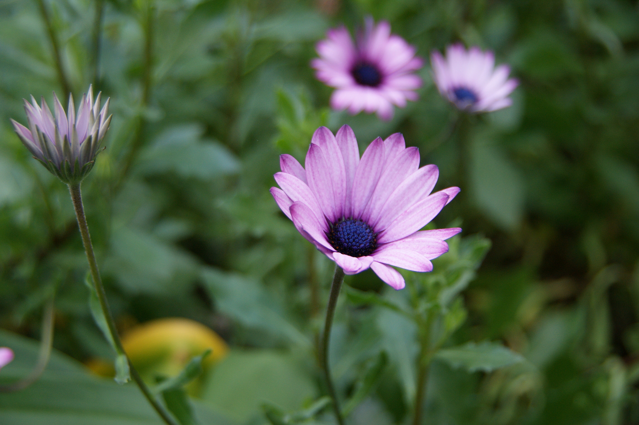 Sony Alpha DSLR-A350 sample photo. The highlight photography