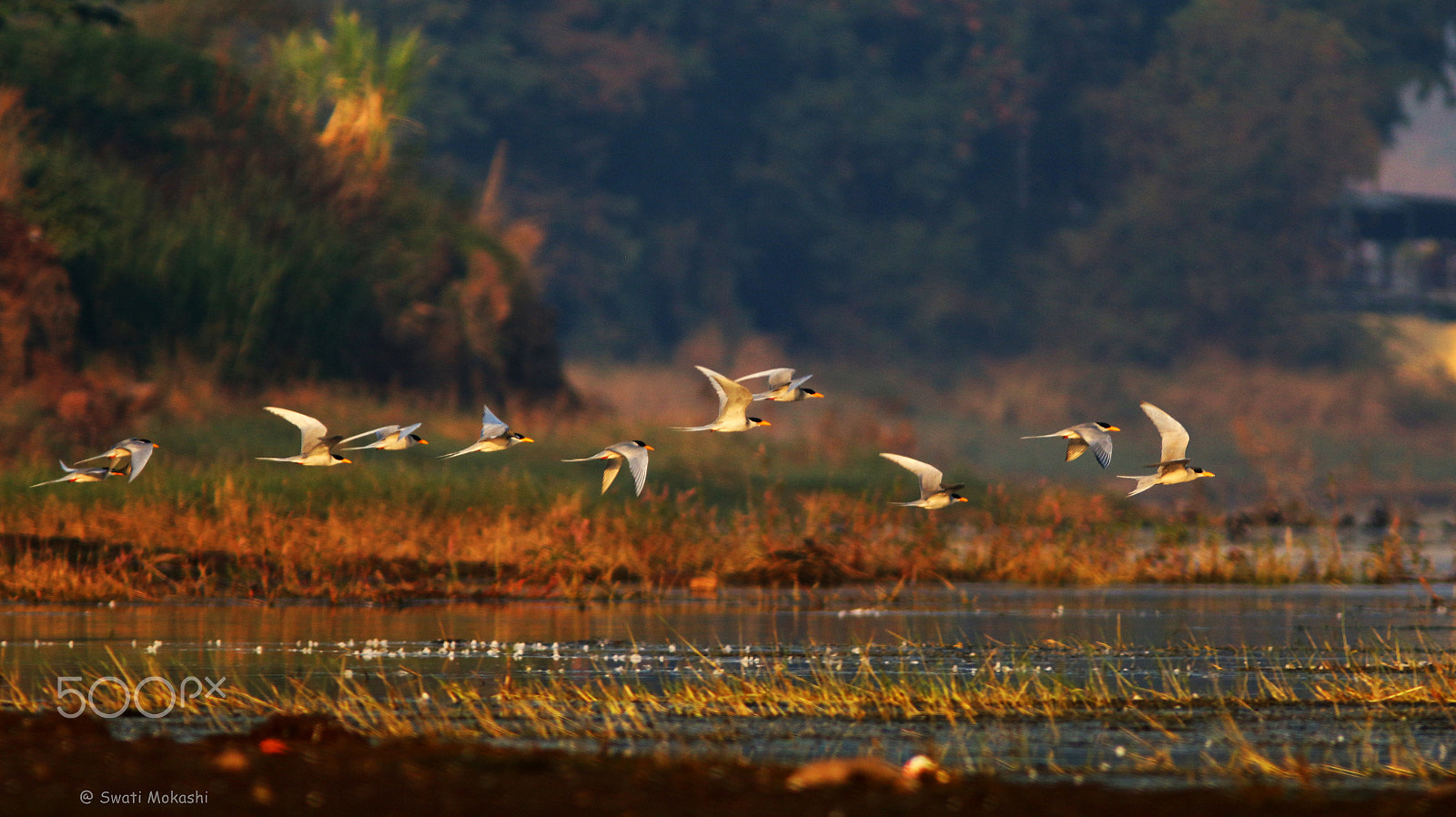 Canon EF 300mm F4L IS USM sample photo. Kites in air! happy makarsankranti to all :) photography