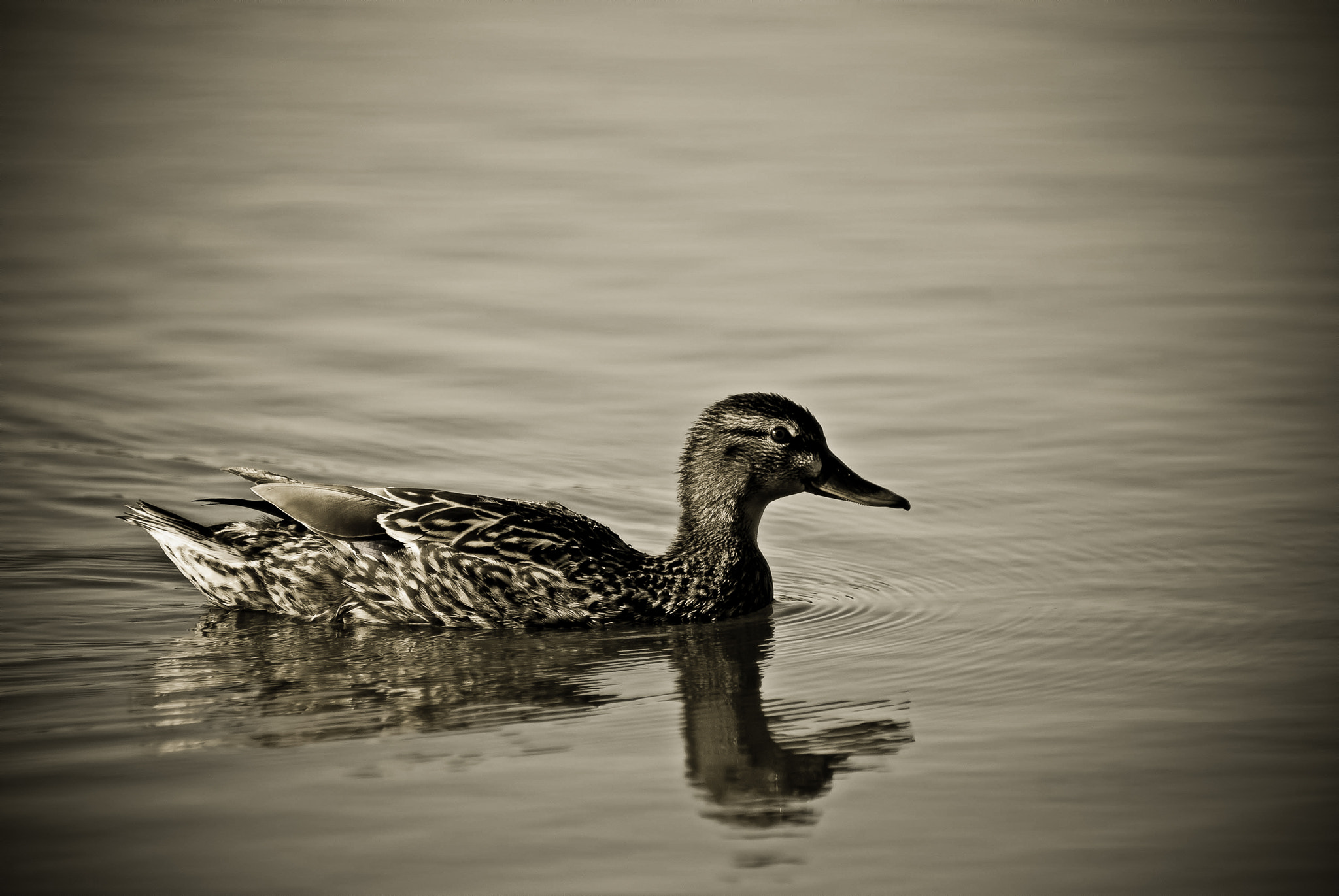 Nikon D40X + Sigma 70-300mm F4-5.6 DG OS sample photo. Duckyy ii photography