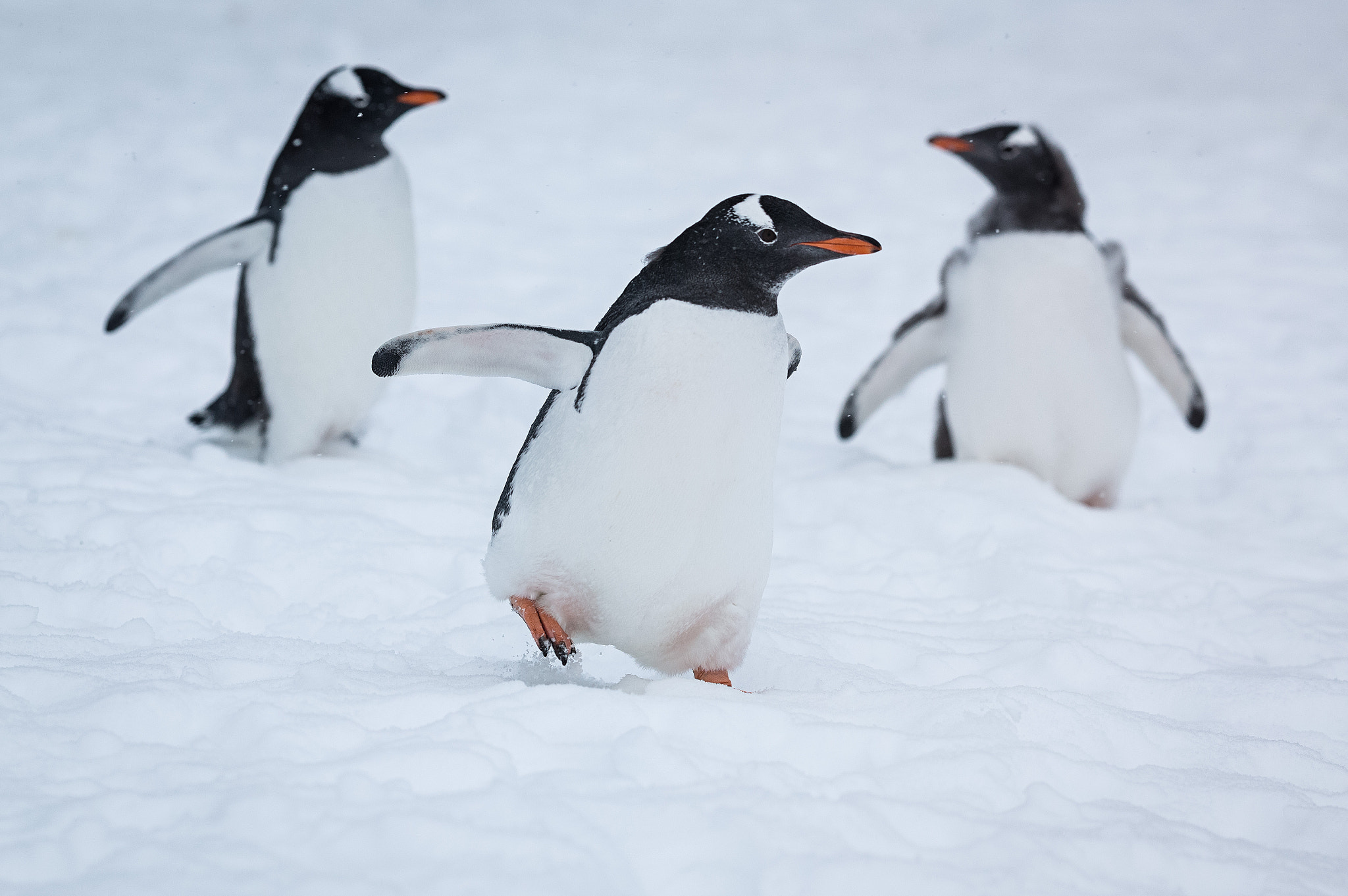 Leica S (TYP 006) + Apo-Elmar-S 180 sample photo. Pinguin's dreigestirn - penguin's trimvirate photography