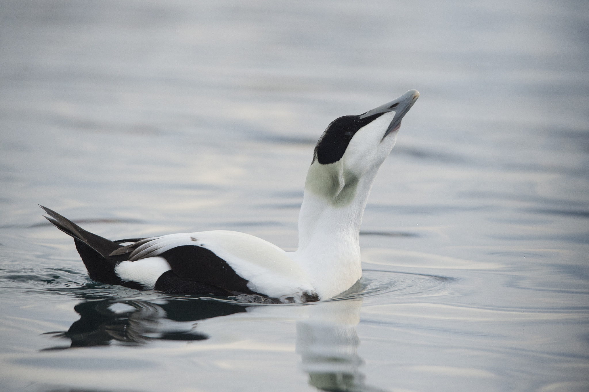 Sigma 150-500mm F5-6.3 DG OS HSM sample photo. Edredone photography