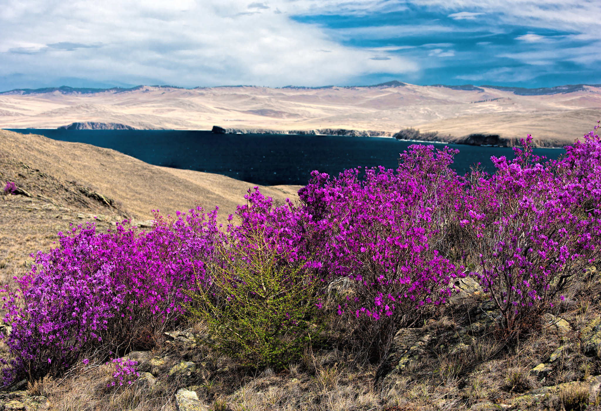 Canon EOS-1Ds Mark III sample photo. Olkhon rhododendron photography