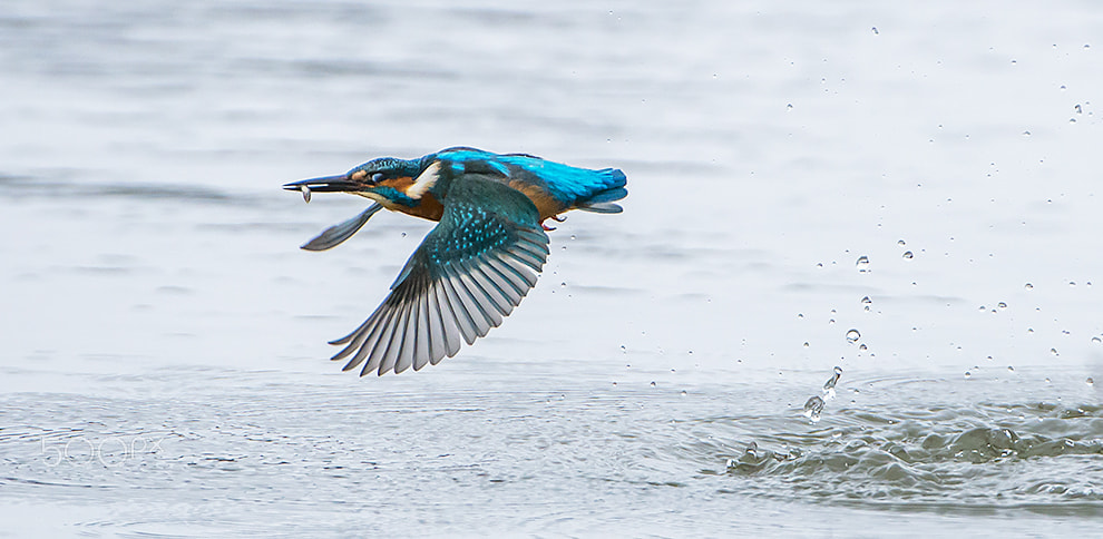 Nikon AF-S Nikkor 200-400mm F4G ED-IF VR sample photo. Common kingfisher photography