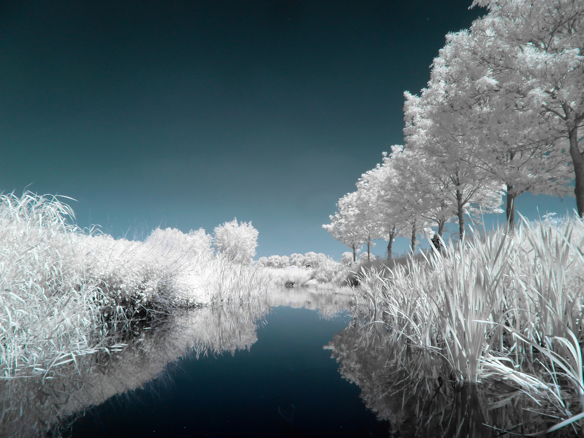 Panasonic DMC-SZ7 sample photo. Infrared photography