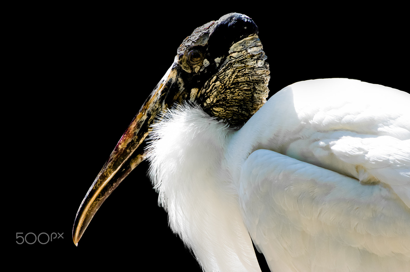 smc PENTAX-DA L 55-300mm F4-5.8 ED sample photo. Woodstock bird photography