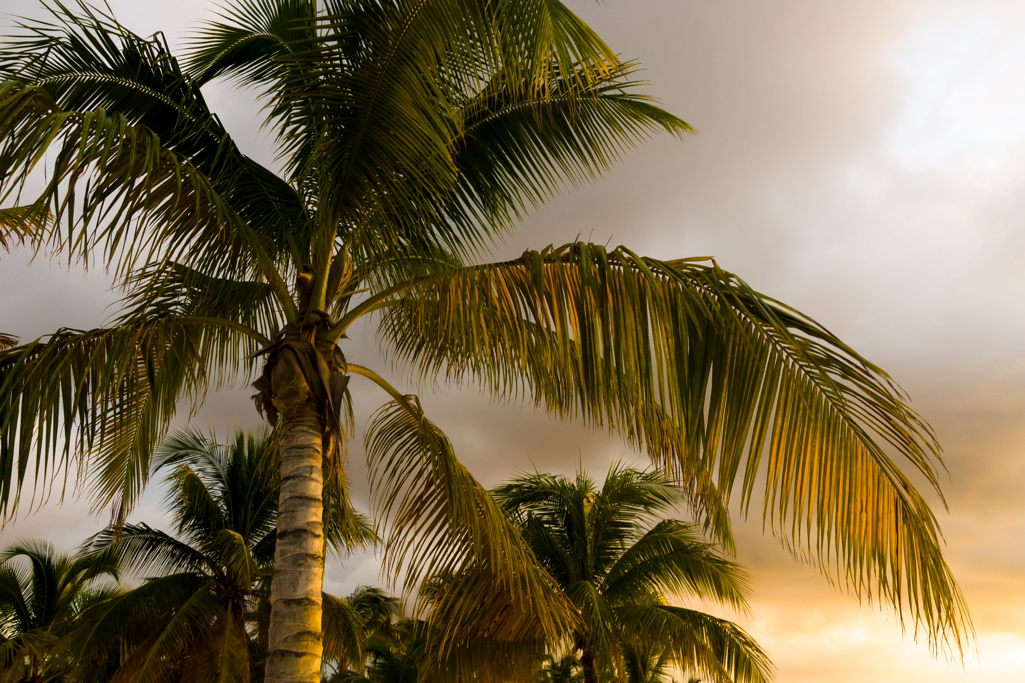 Sony SLT-A65 (SLT-A65V) sample photo. Moody palm sunset photography