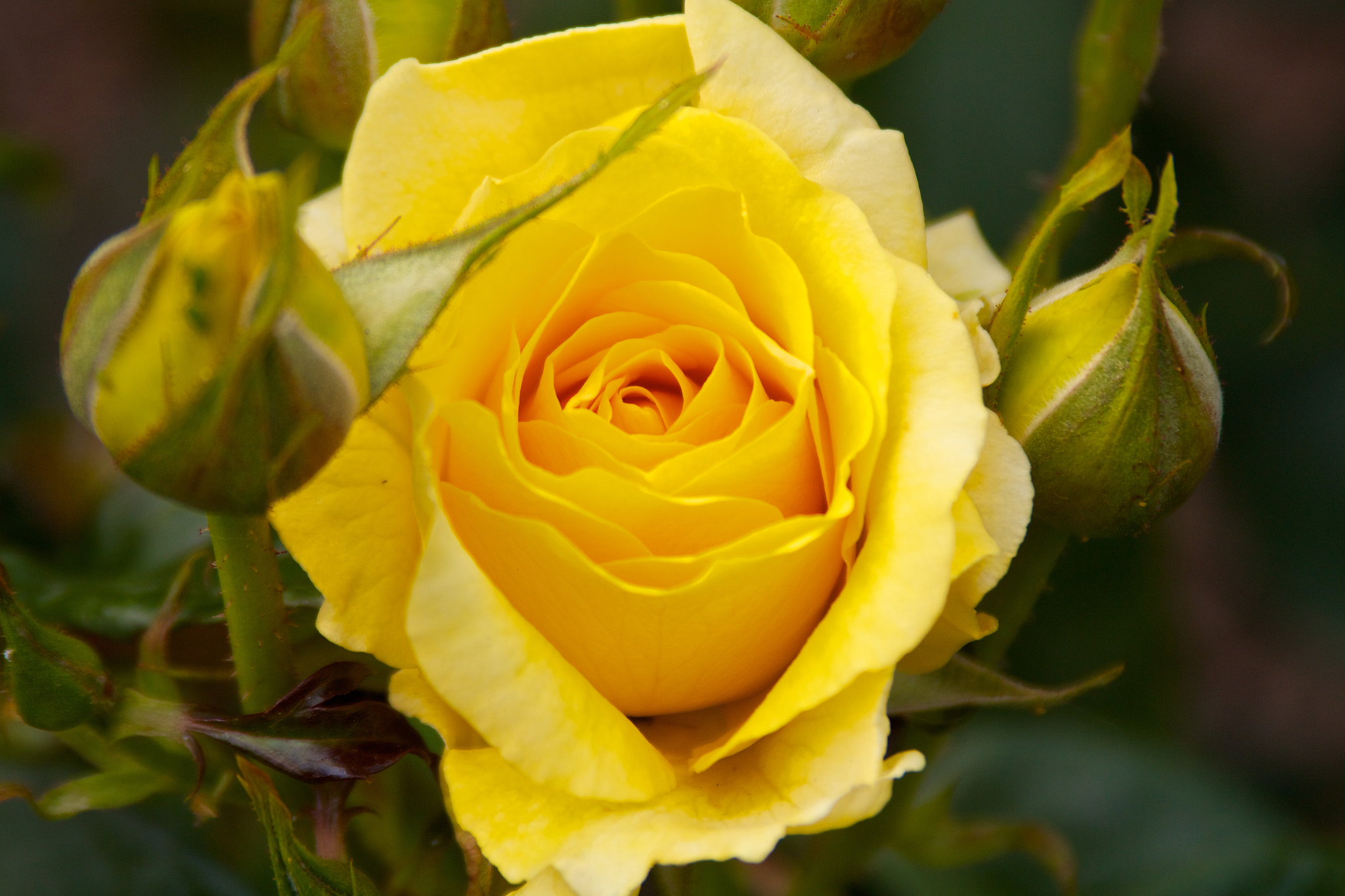 Tamron AF 28-200mm F3.8-5.6 XR Di Aspherical (IF) Macro sample photo. Yellow rose photography