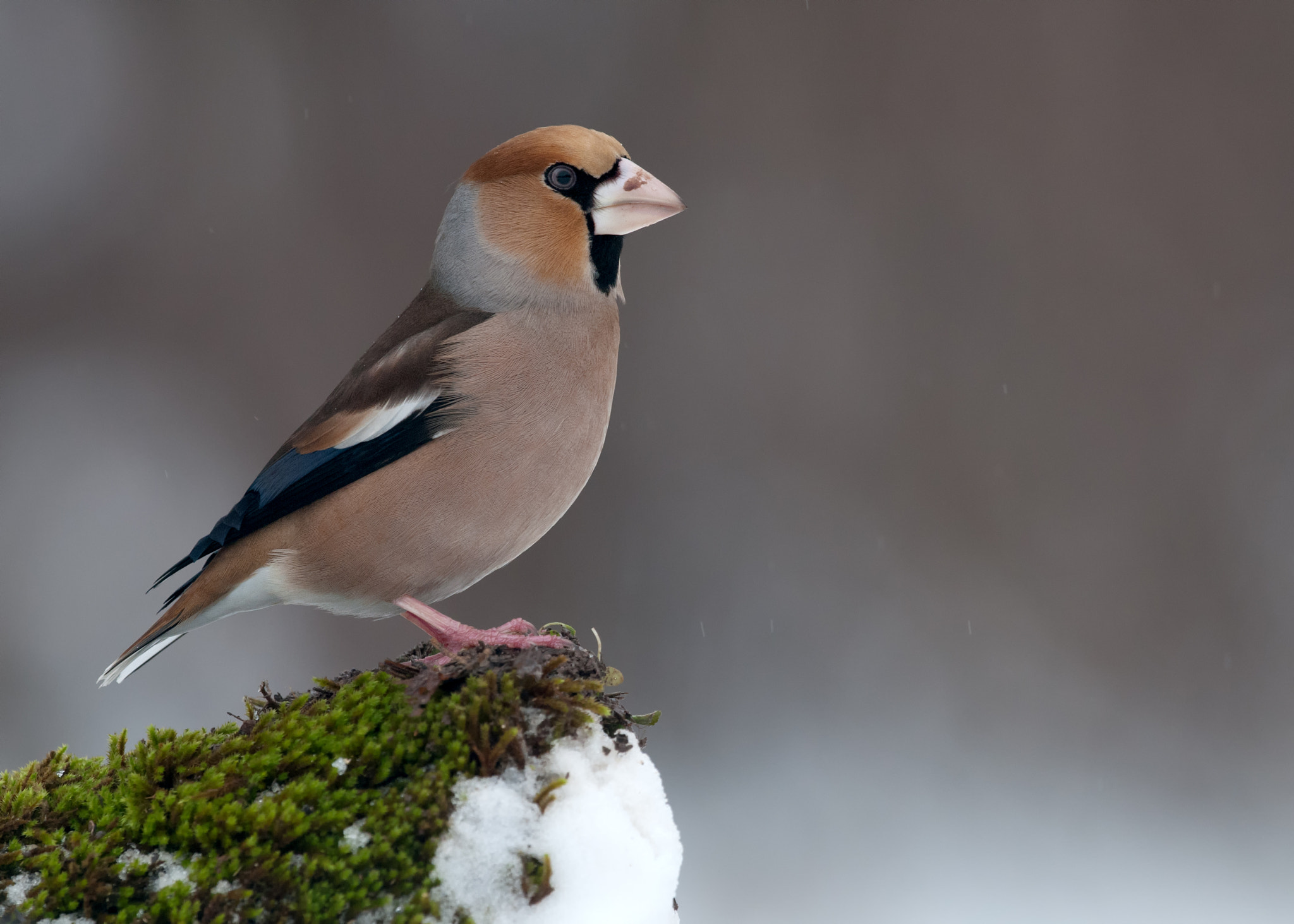 Nikon AF-S Nikkor 500mm F4G ED VR sample photo. Hawfinch photography
