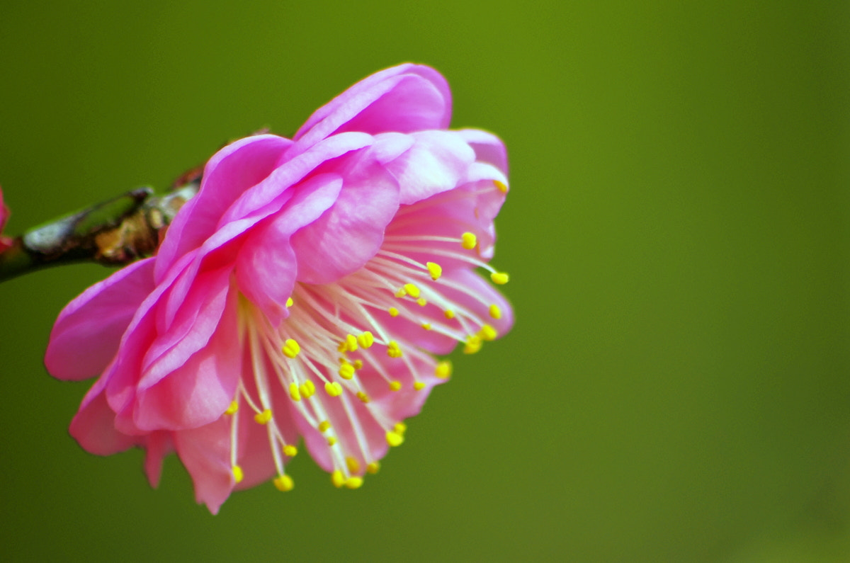 smc PENTAX-DA L 55-300mm F4-5.8 ED sample photo. Plum blossom photography