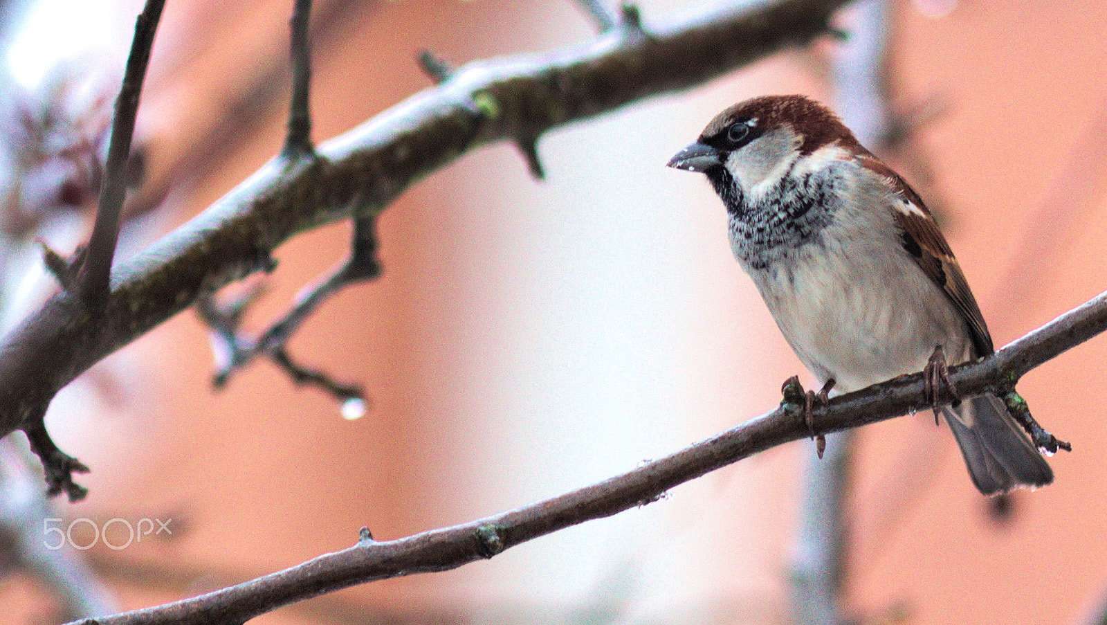 Canon EF 300mm F4L IS USM sample photo. Winterbirdie photography