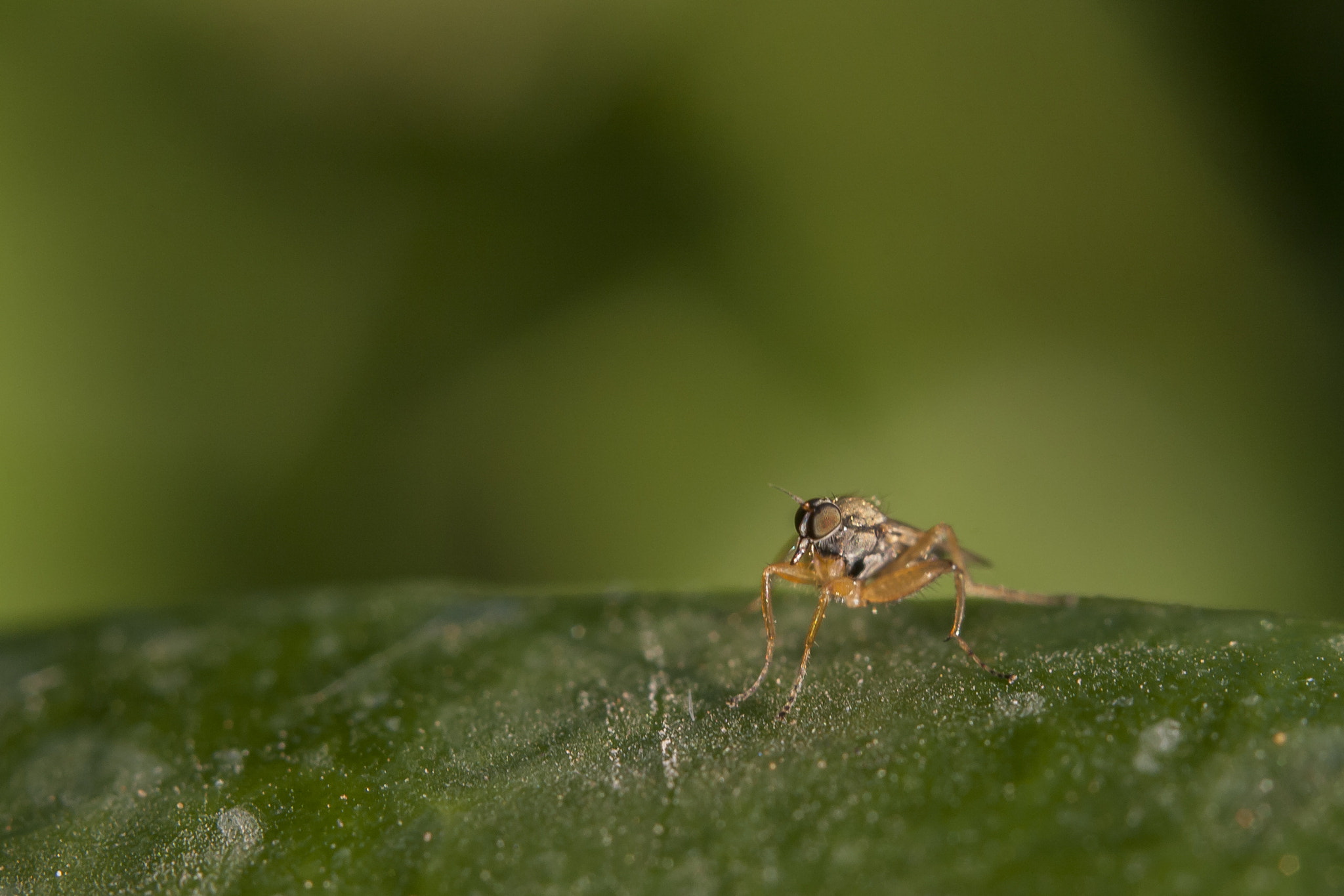 Canon EF 38-76mm f/4.5-5.6 sample photo. Macro portrait photography